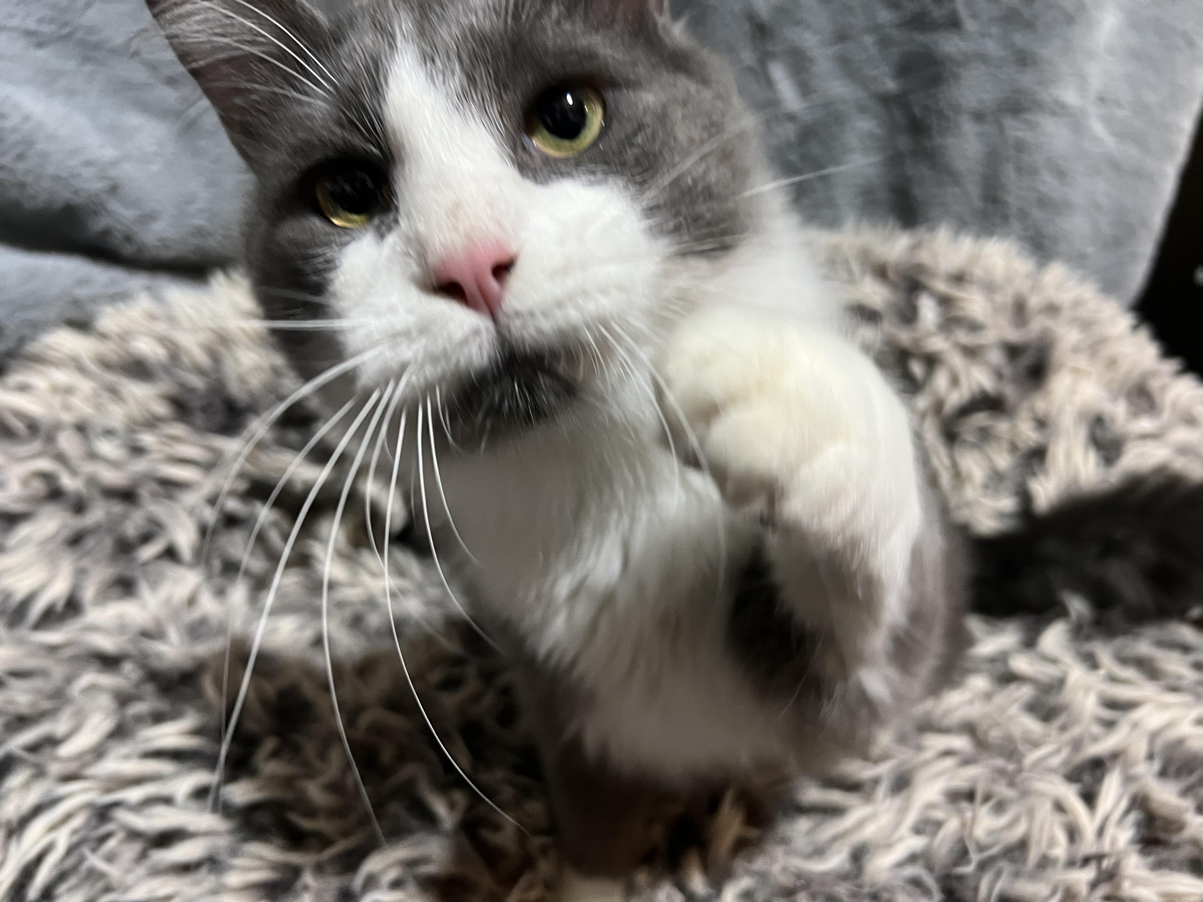 Enlarge Bunny, a Adoptable Domestic Medium Hair in Newborn, GA image 2/5