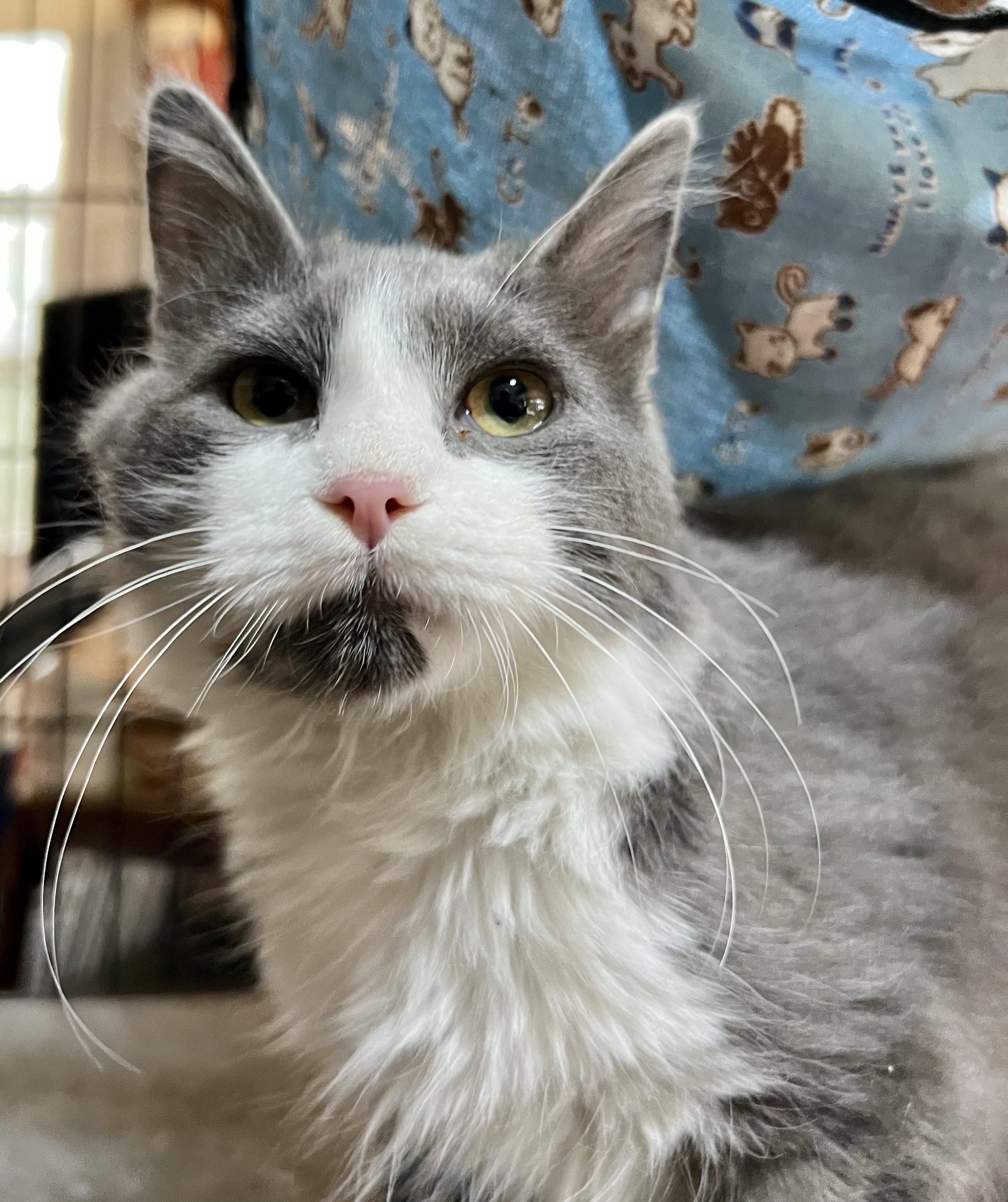Bunny, Adoptable, Young Male Domestic Medium Hair.