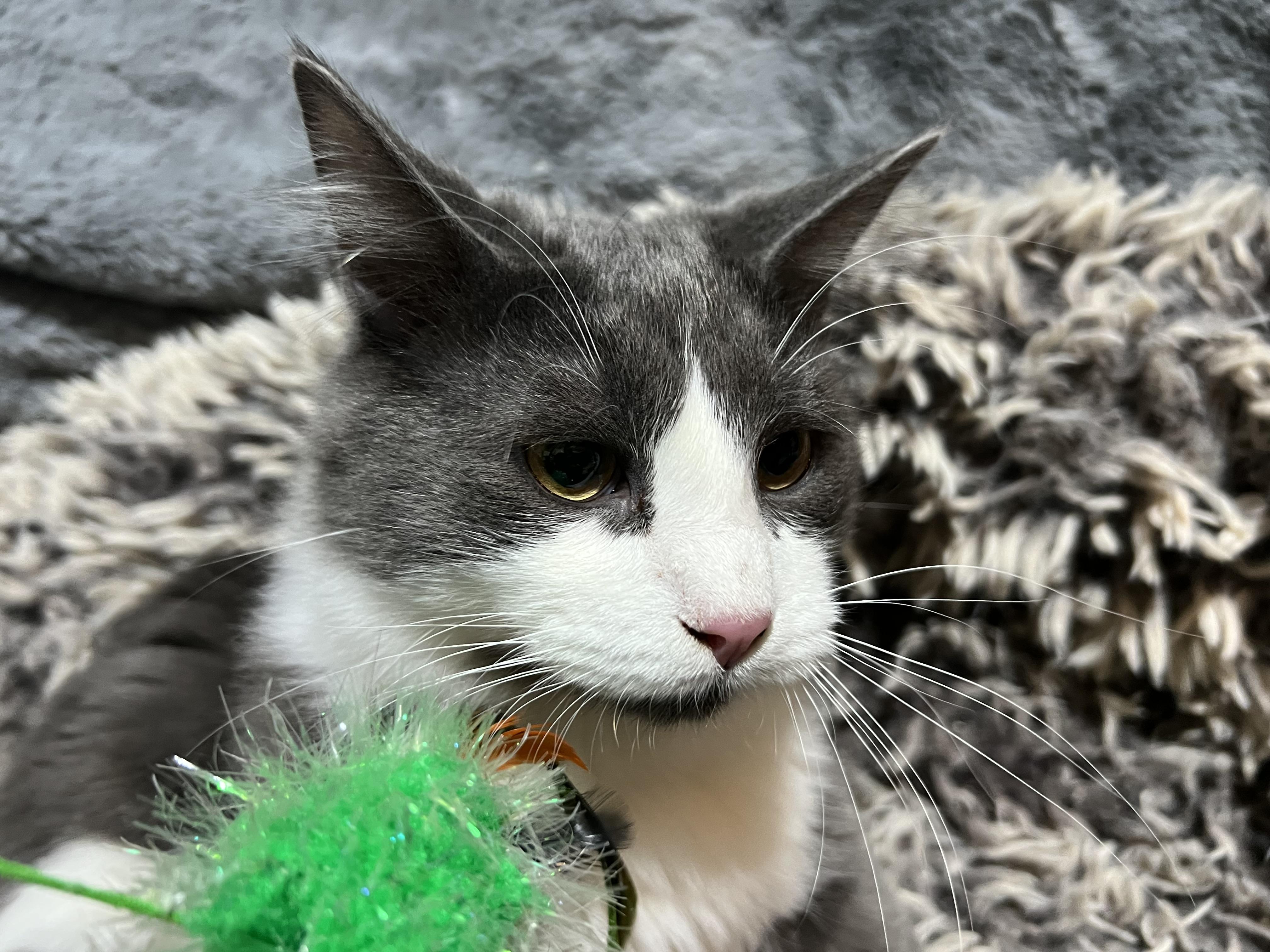 Enlarge Bunny, a Adoptable Domestic Medium Hair in Newborn, GA image 3/5