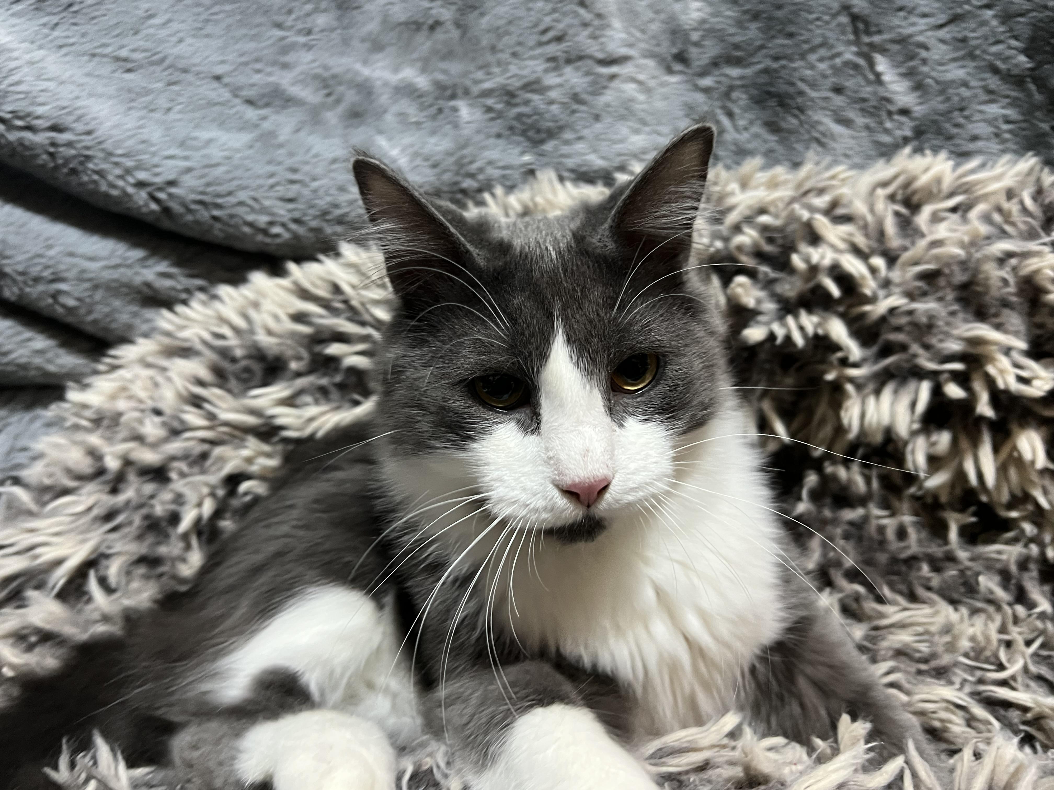 Enlarge Bunny, a Adoptable Domestic Medium Hair in Newborn, GA image 5/5