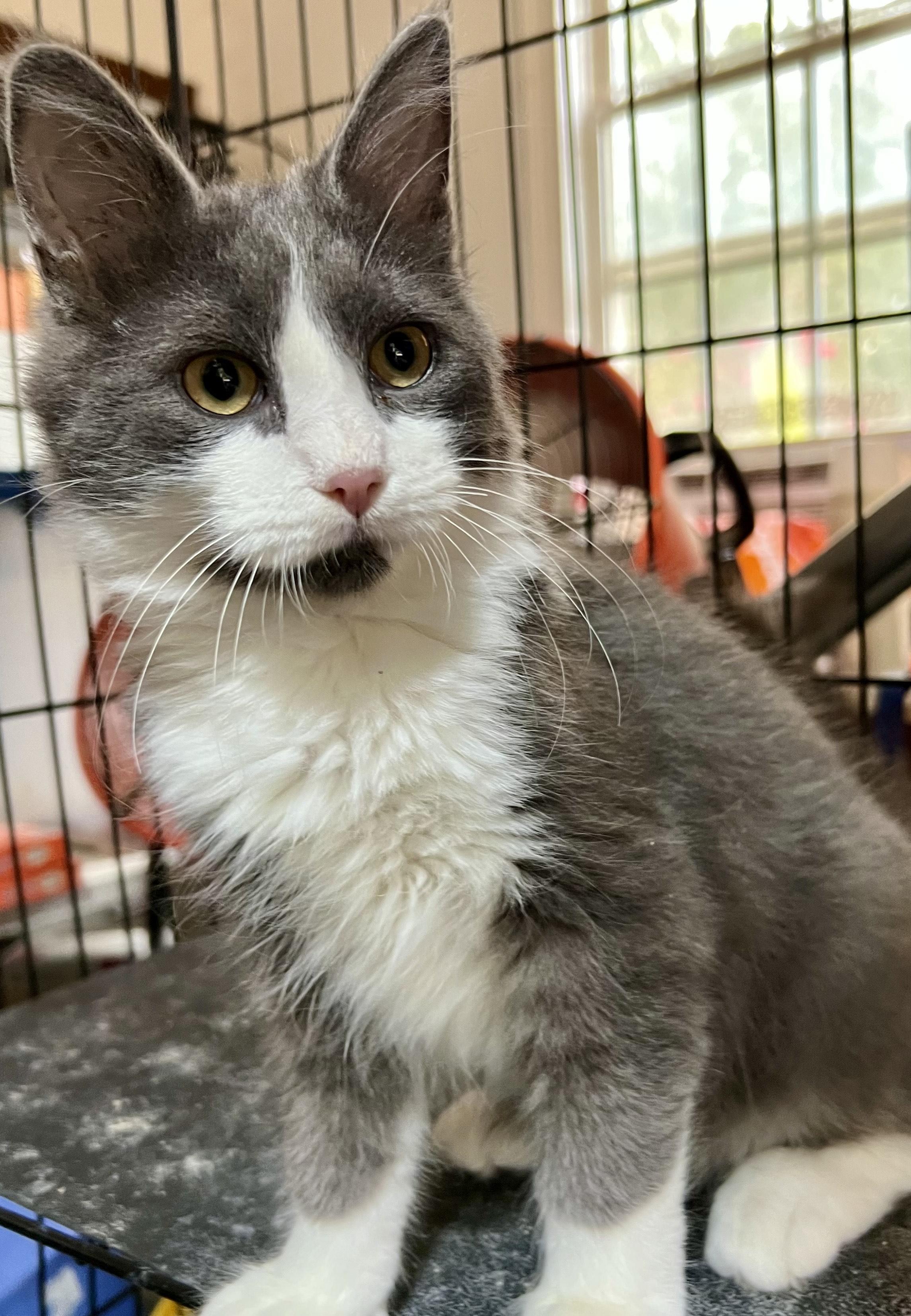 Enlarge Bunny, a Adoptable Domestic Medium Hair in Newborn, GA image 2/3