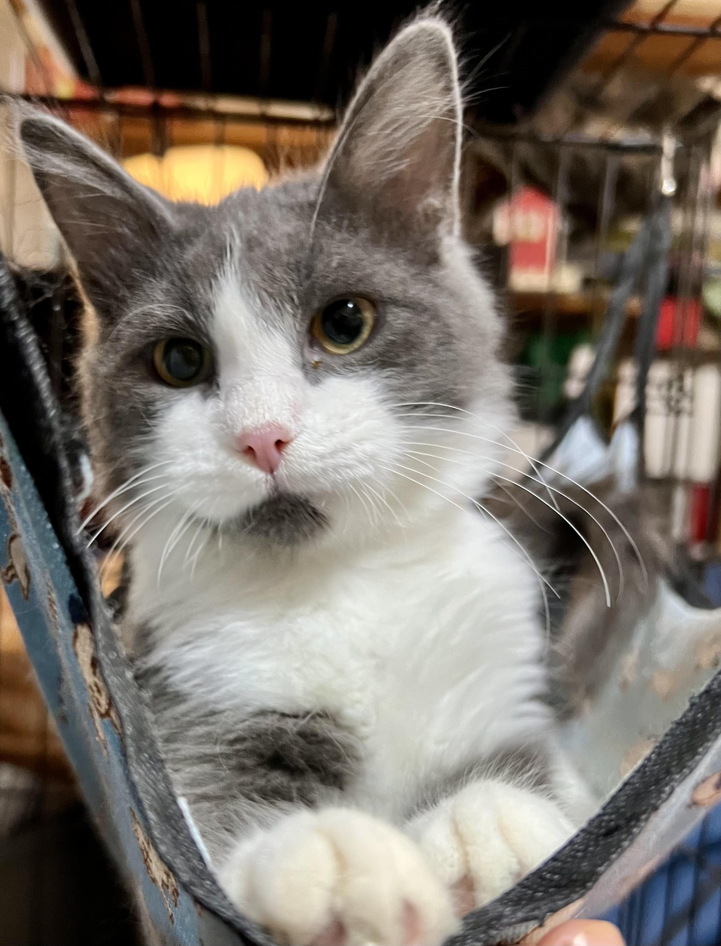 Enlarge Bunny, a Adoptable Domestic Medium Hair in Newborn, GA image 3/3