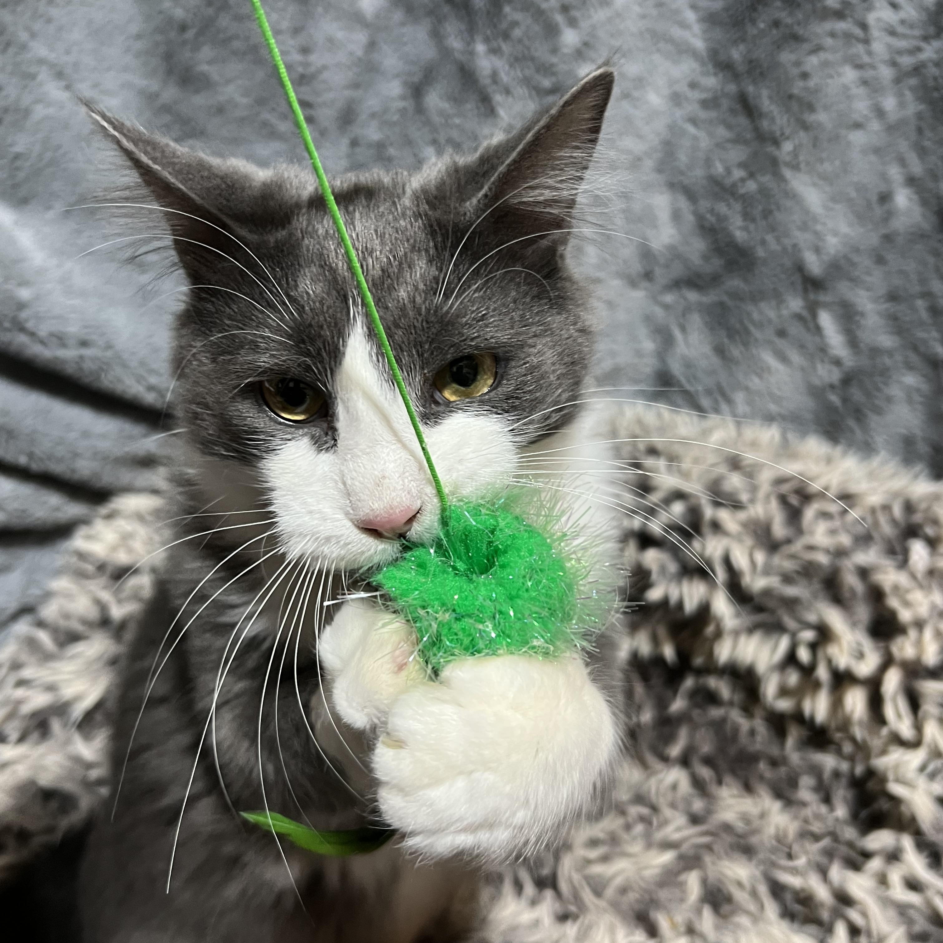 Enlarge Bunny, a Adoptable Domestic Medium Hair in Newborn, GA image 4/5