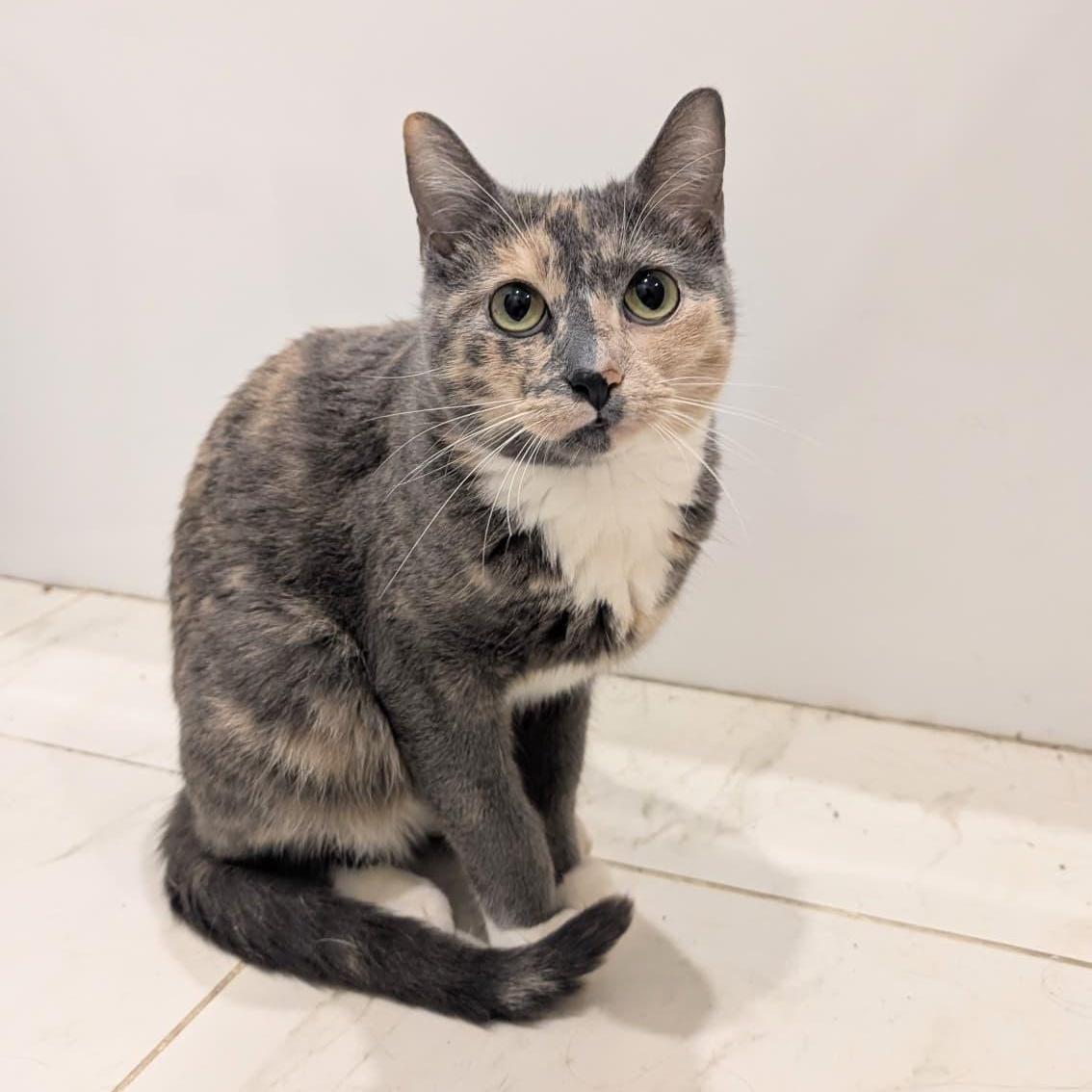 Enlarge Gia, a ADOPTABLE Domestic Short Hair in New York, NY image 2/6