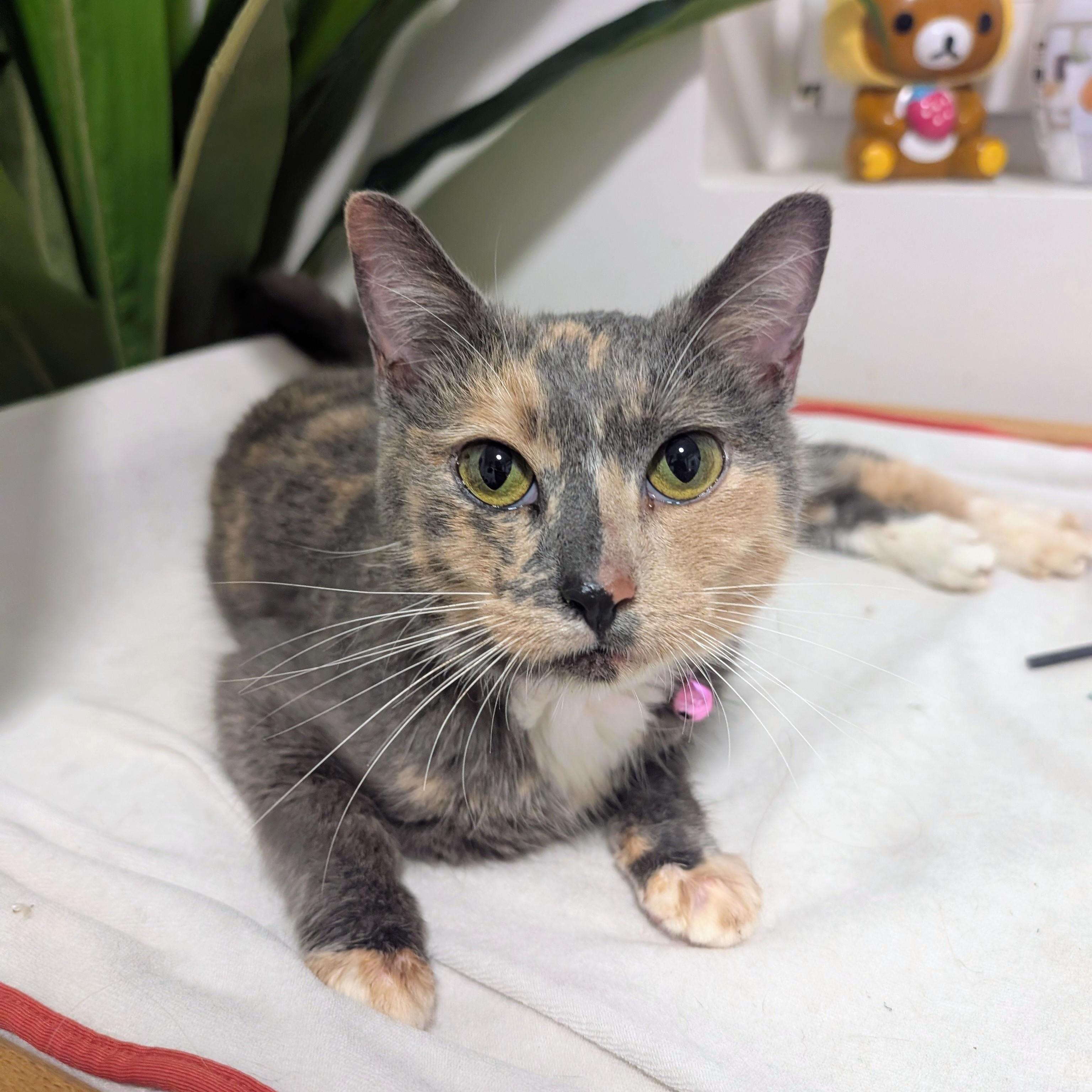 Enlarge Gia, a ADOPTABLE Domestic Short Hair in New York, NY image 5/6