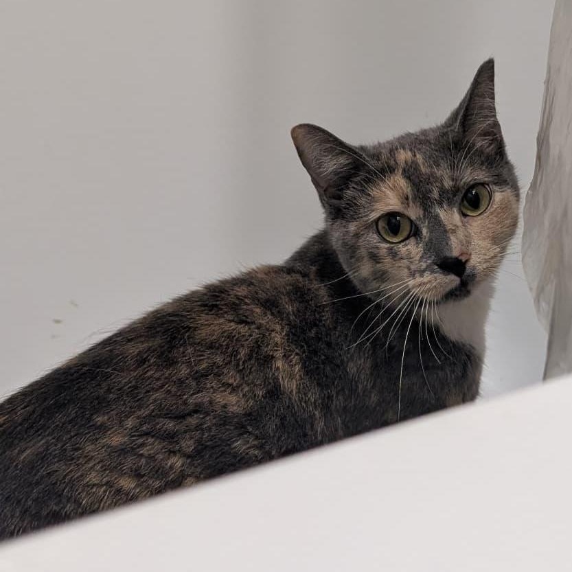 Enlarge Gia, a ADOPTABLE Domestic Short Hair in New York, NY image 6/6