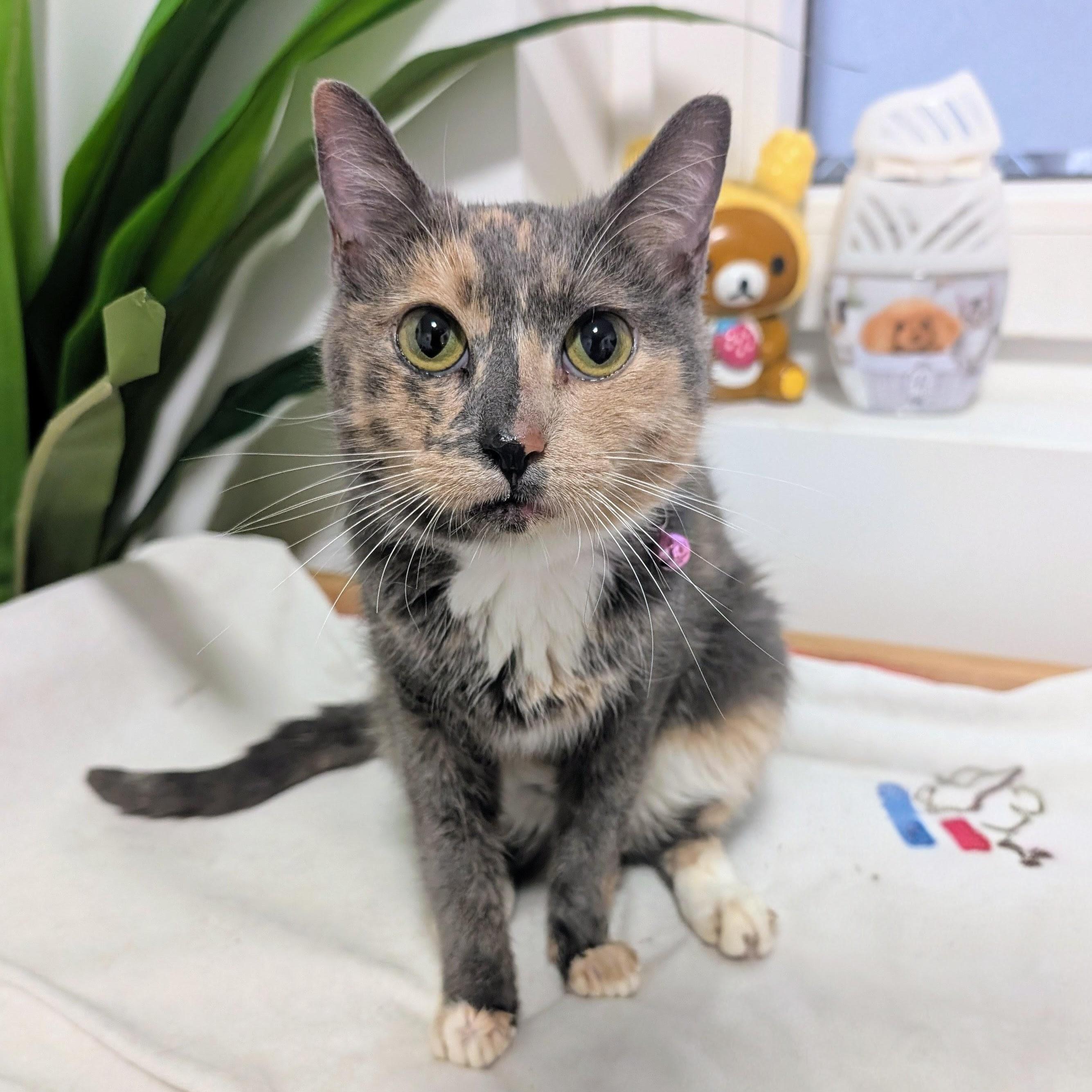 Enlarge Gia, a ADOPTABLE Domestic Short Hair in New York, NY image 4/6
