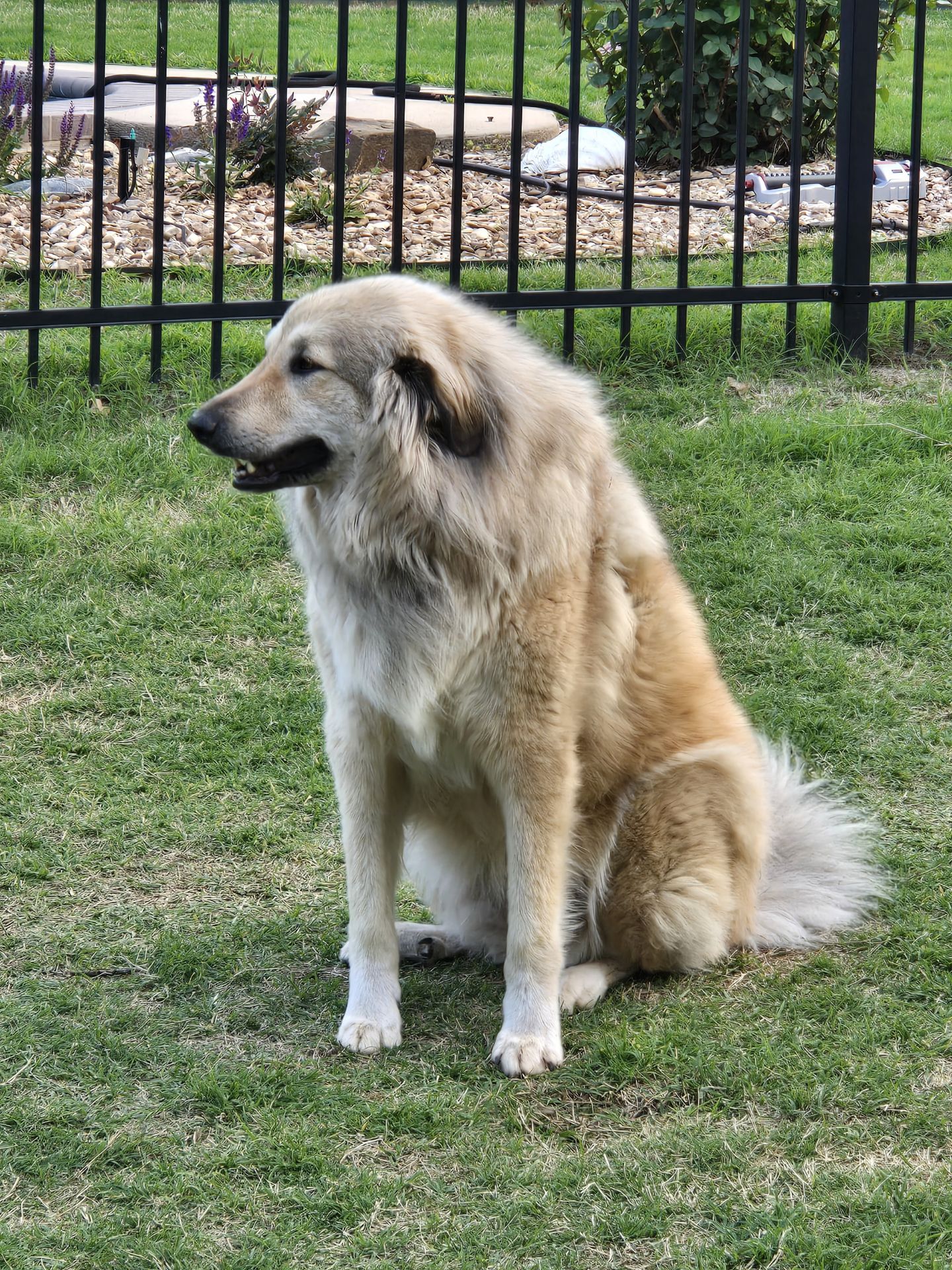 Enlarge Bailey-medical hold, a Adoptable mixed breed in Cushing, OK image 2/2