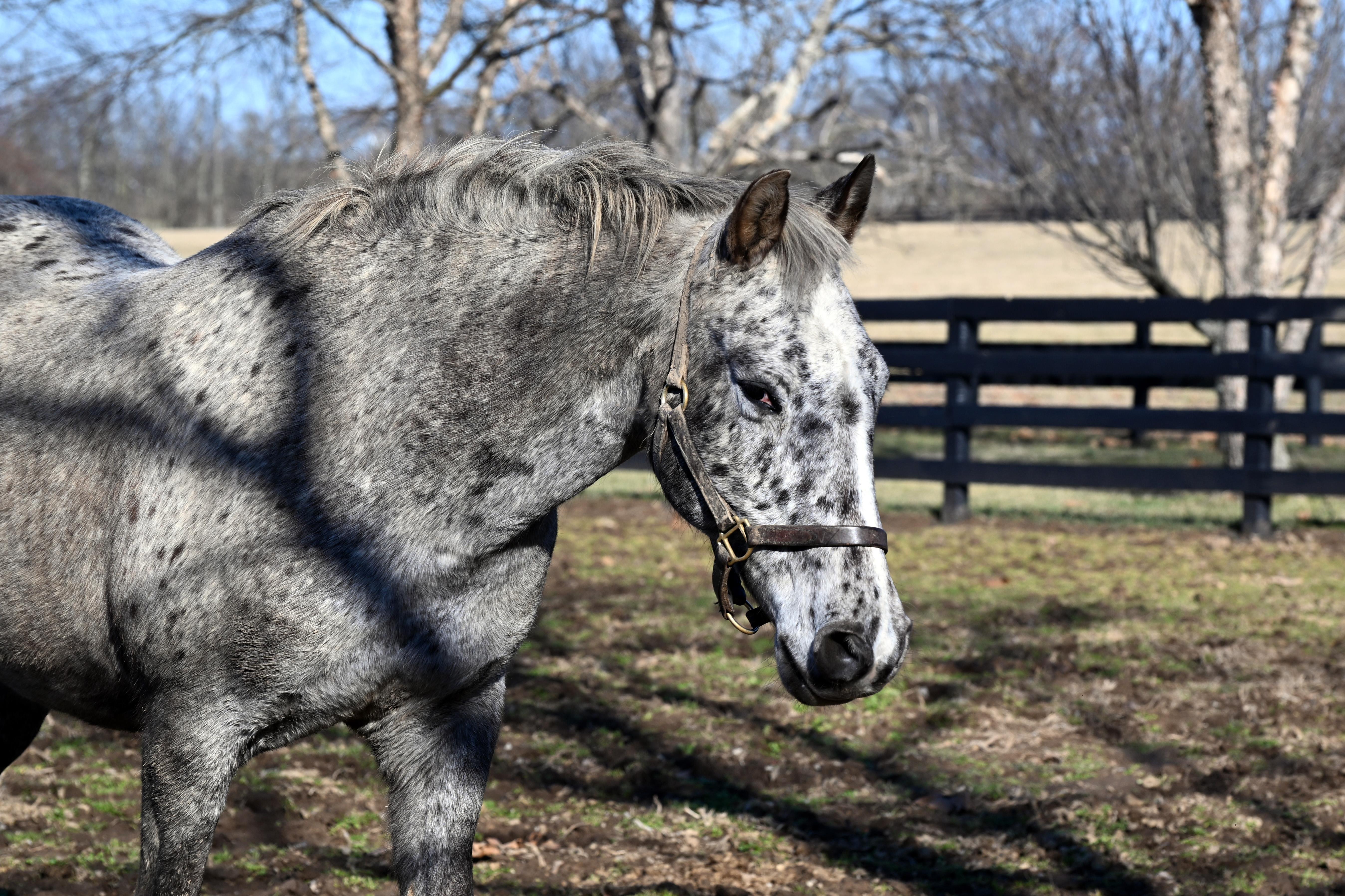 Enlarge Angel, a ADOPTABLE Appaloosa in Nicholasville, KY image 5/5
