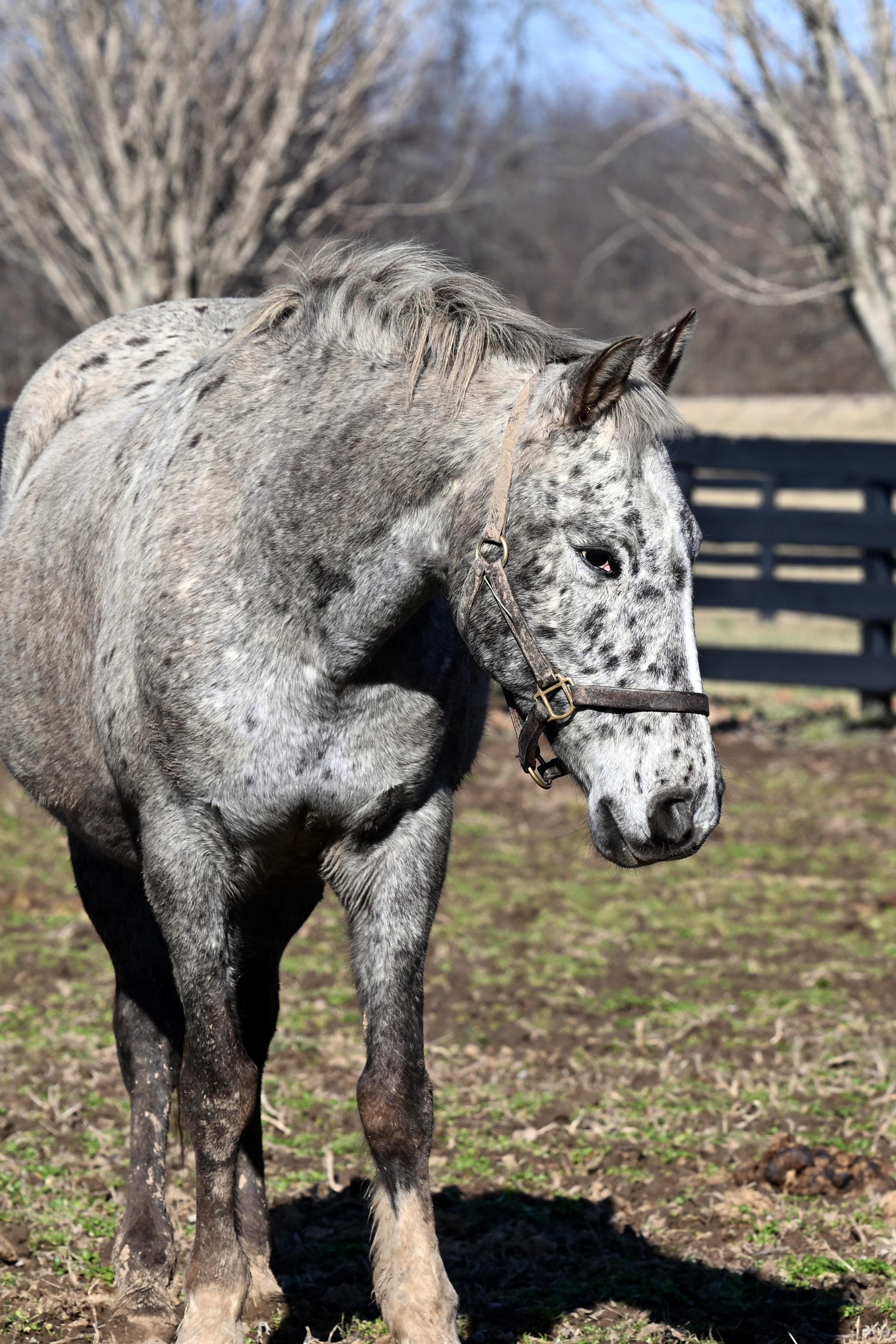 Enlarge Angel, a ADOPTABLE Appaloosa in Nicholasville, KY image 1/5