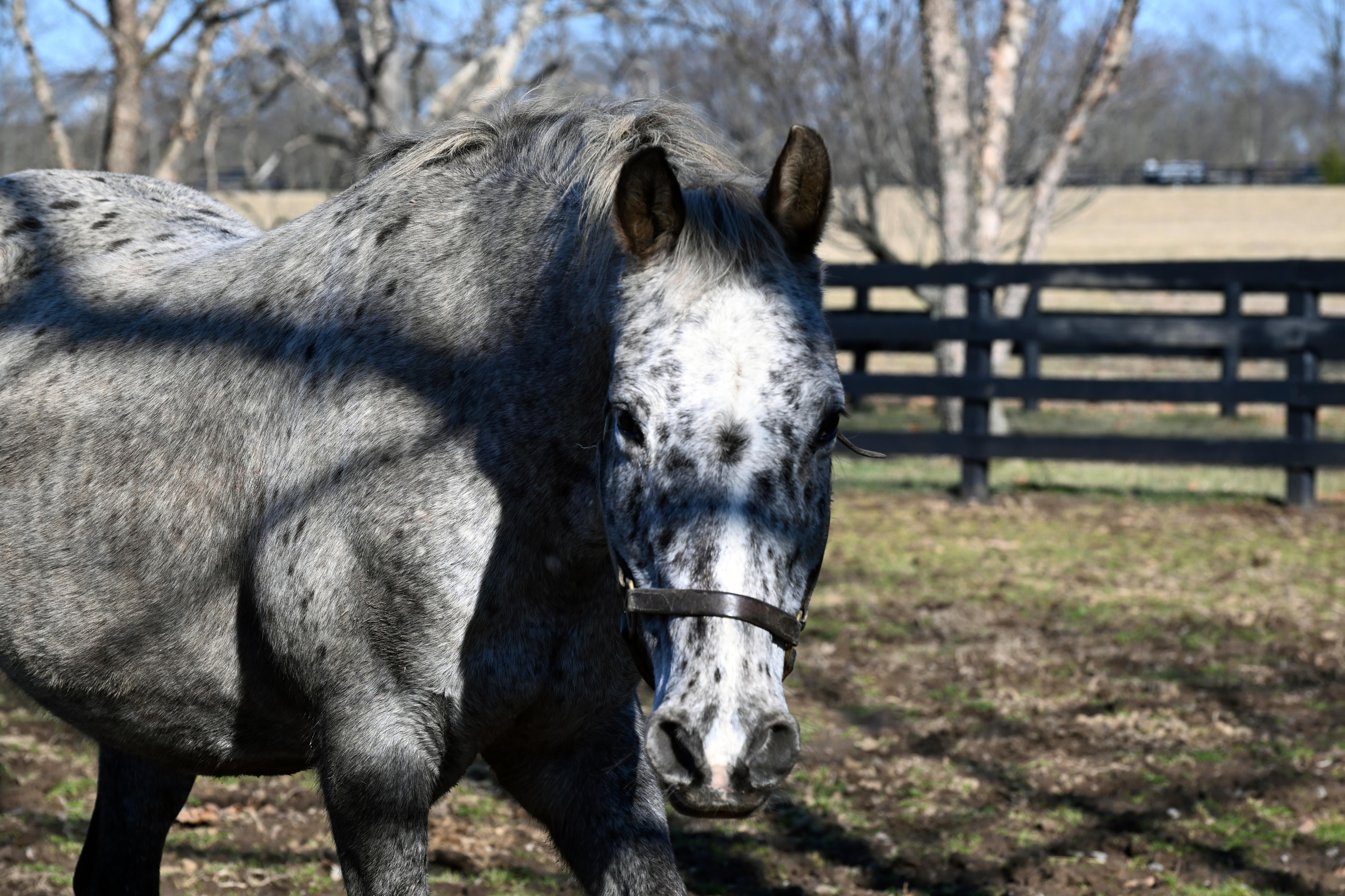 Enlarge Angel, a ADOPTABLE Appaloosa in Nicholasville, KY image 2/5