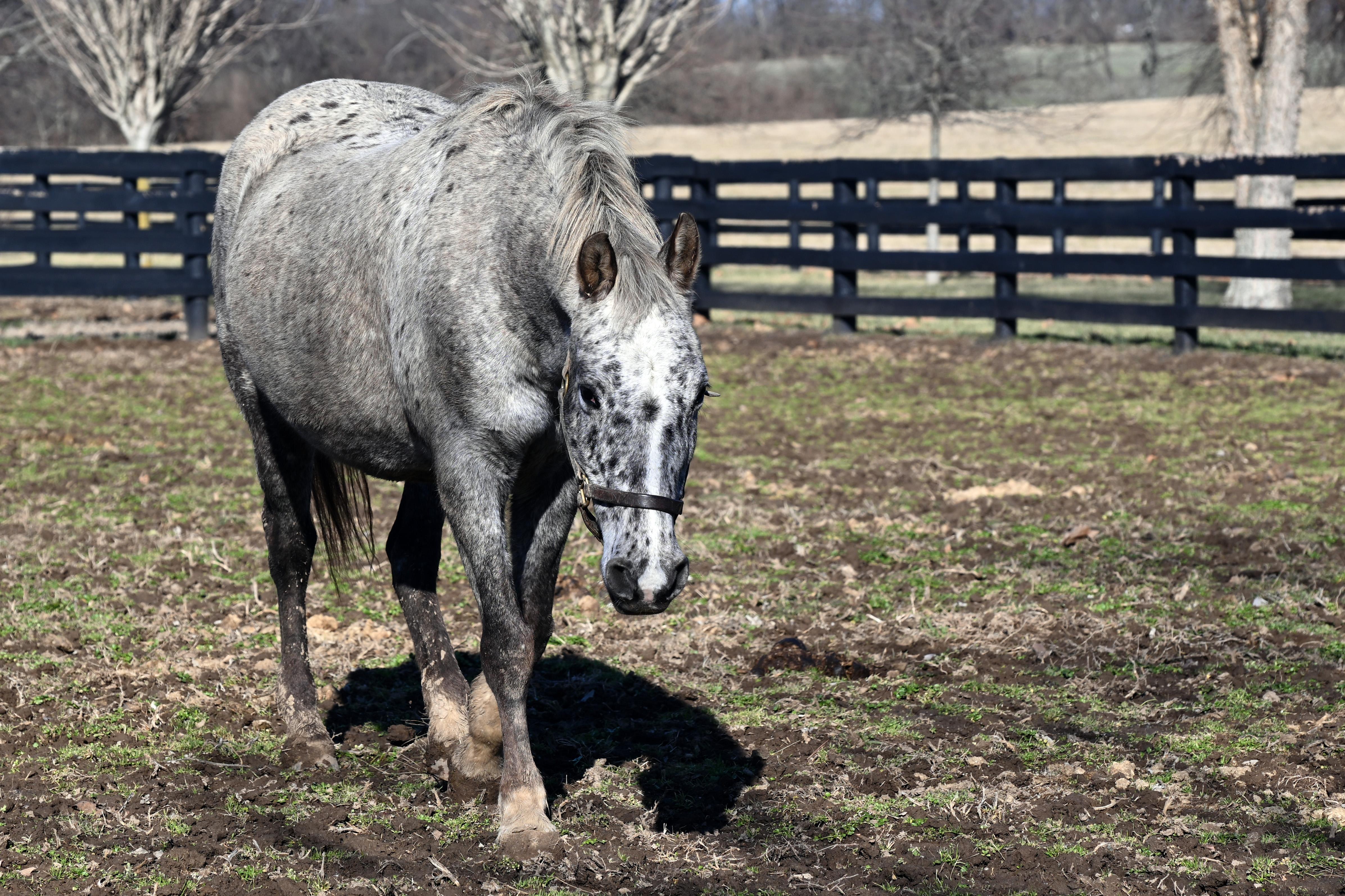 Enlarge Angel, a ADOPTABLE Appaloosa in Nicholasville, KY image 3/5