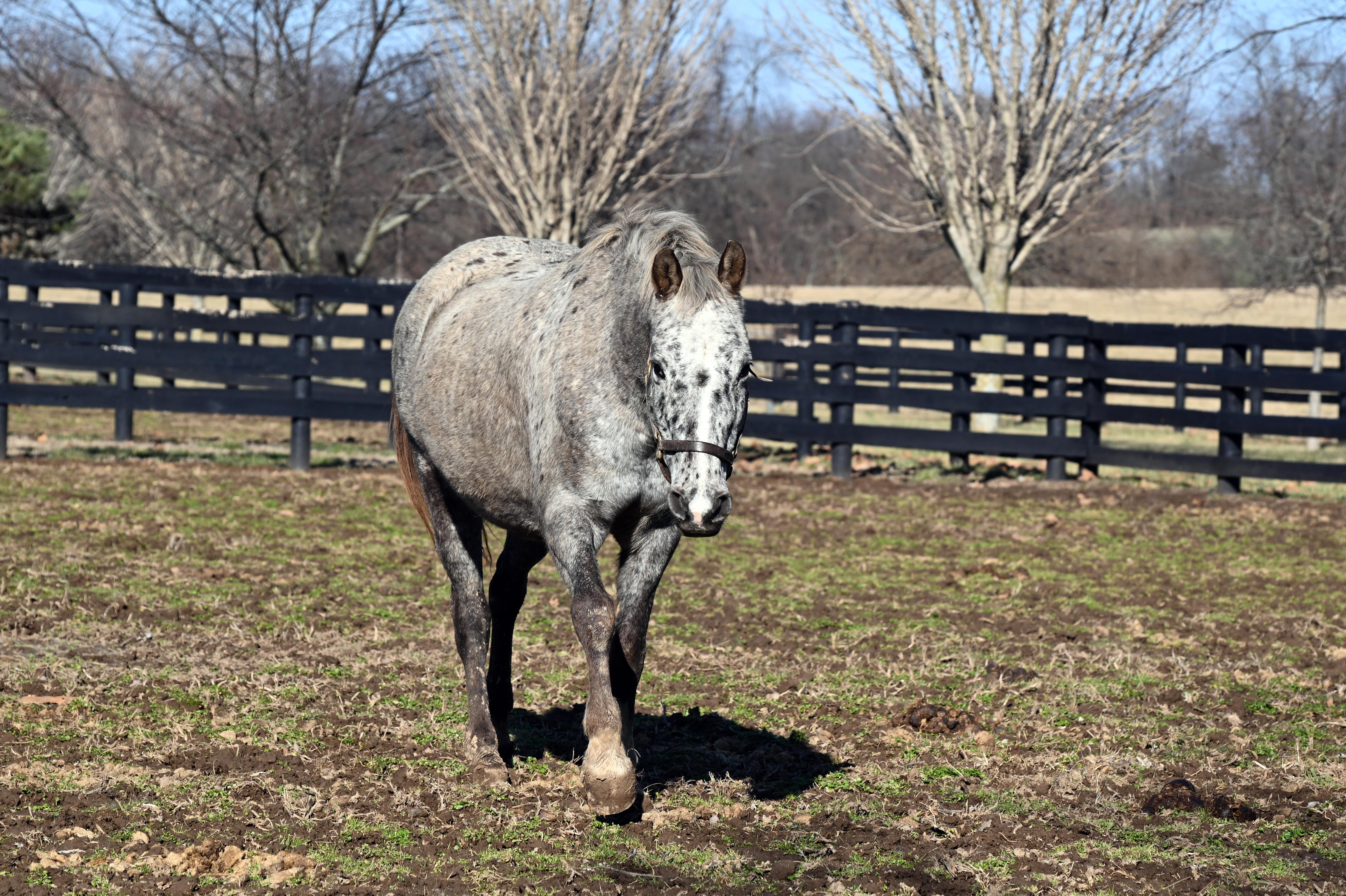 Enlarge Angel, a ADOPTABLE Appaloosa in Nicholasville, KY image 4/5