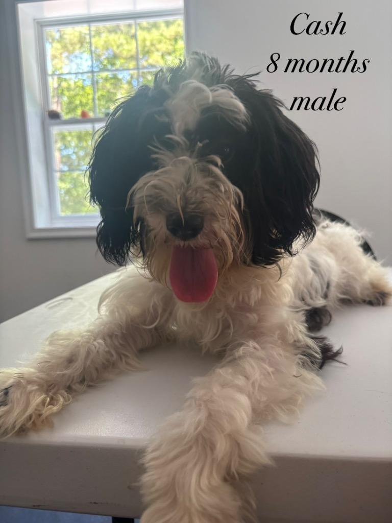 Enlarge Kash, a Adopted mixed breed in Cambridge, MD image 1/1