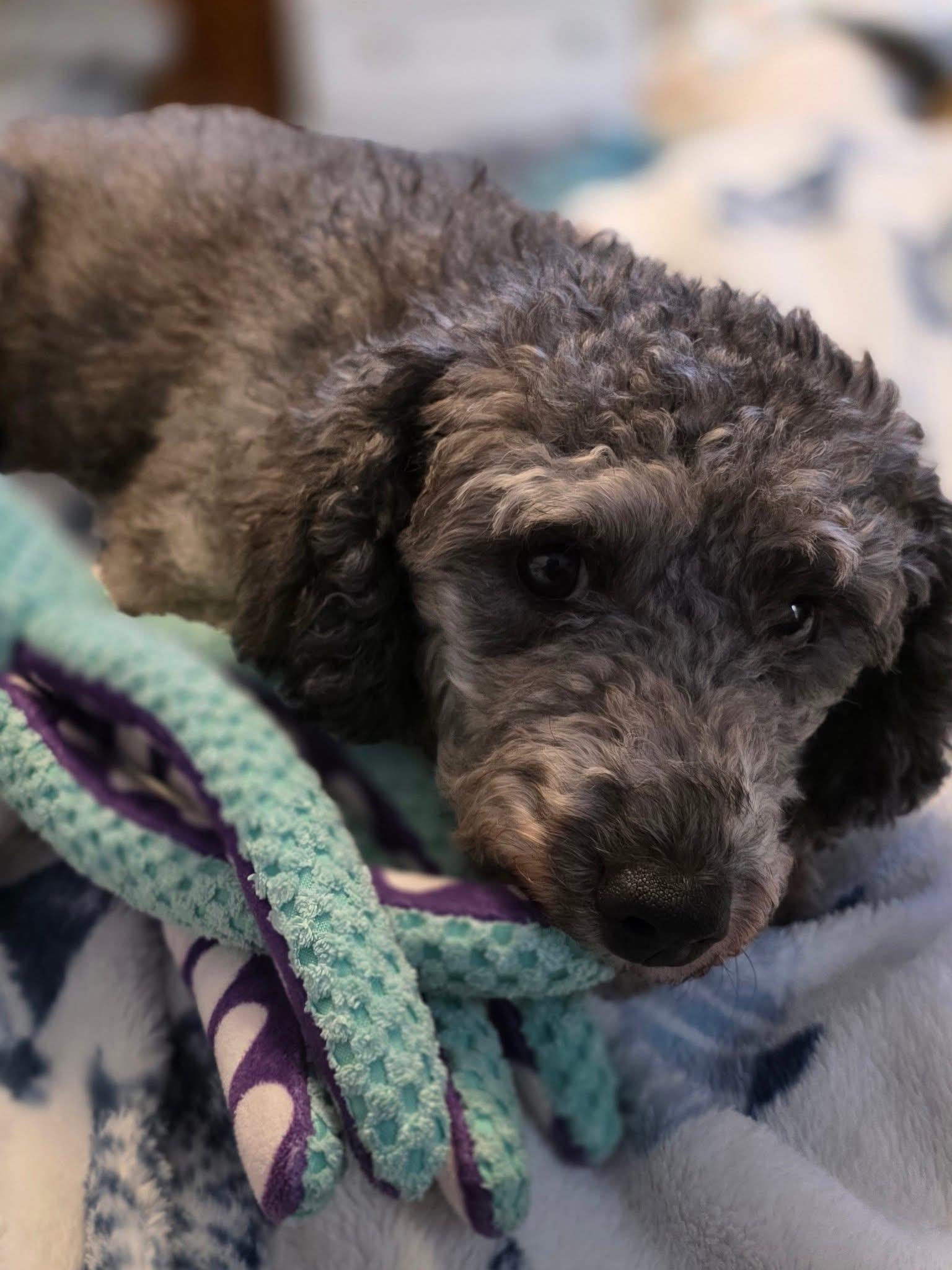Enlarge Shelby, a Adoptable Miniature Poodle in Lacona, NY image 2/5