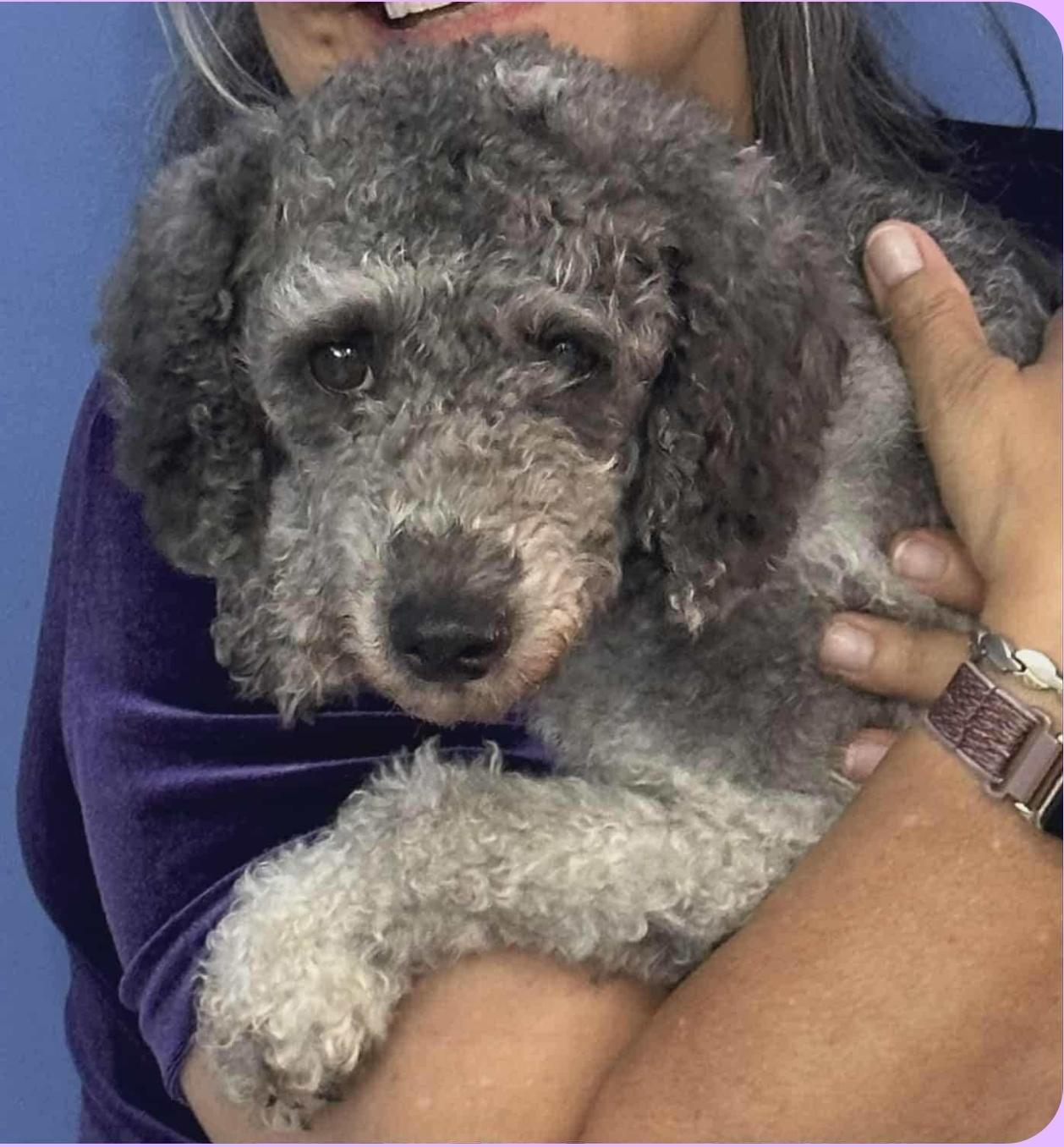 Enlarge Shelby, a Adoptable Miniature Poodle in Lacona, NY image 3/5