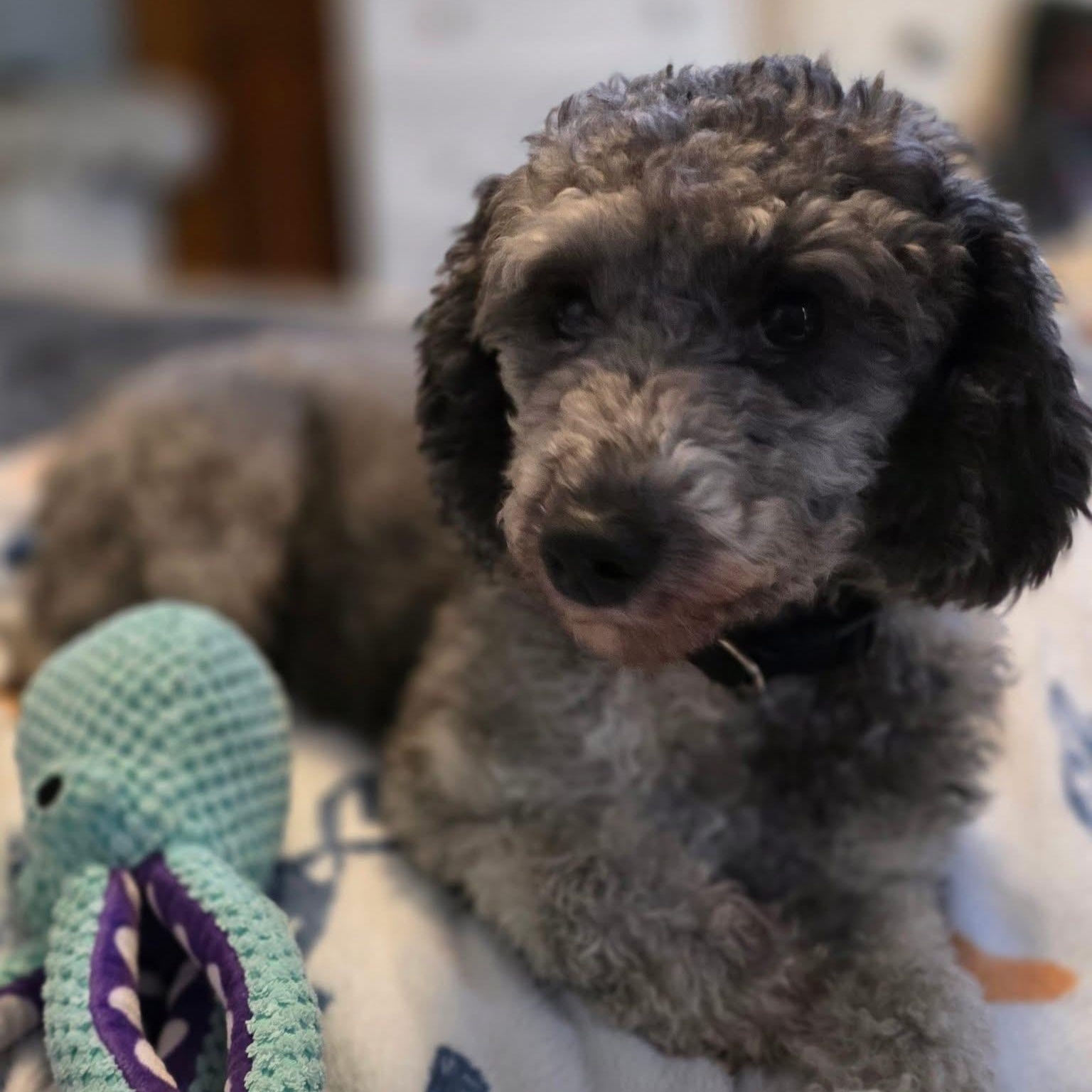 Enlarge Shelby, a Adoptable Miniature Poodle in Lacona, NY image 1/5