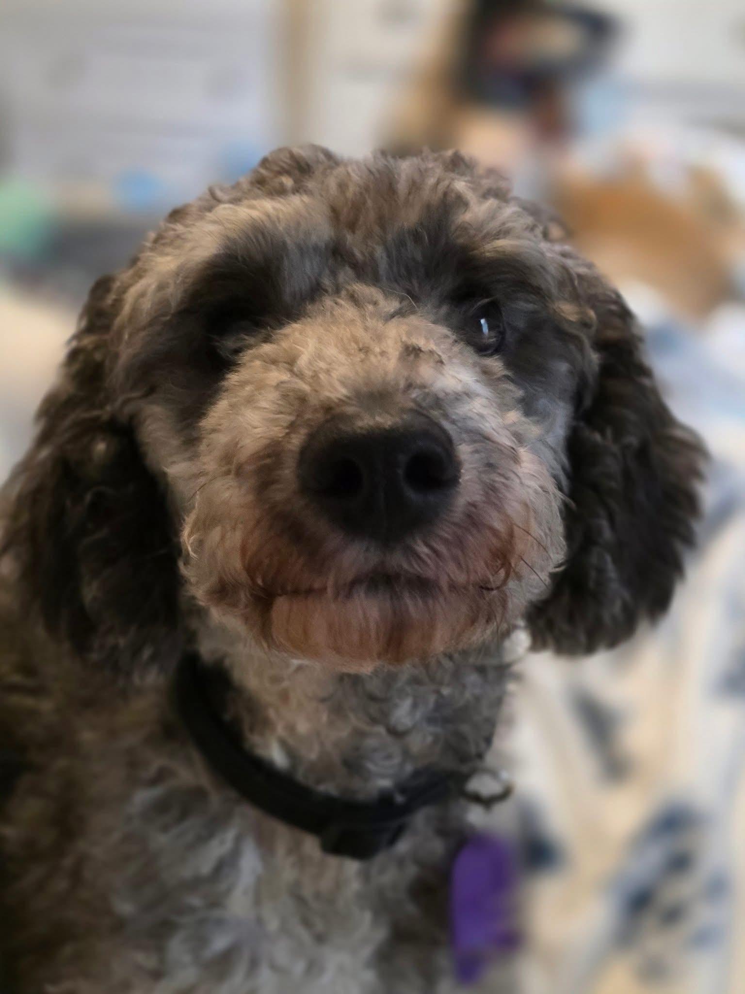 Enlarge Shelby, a Adoptable Miniature Poodle in Lacona, NY image 4/5