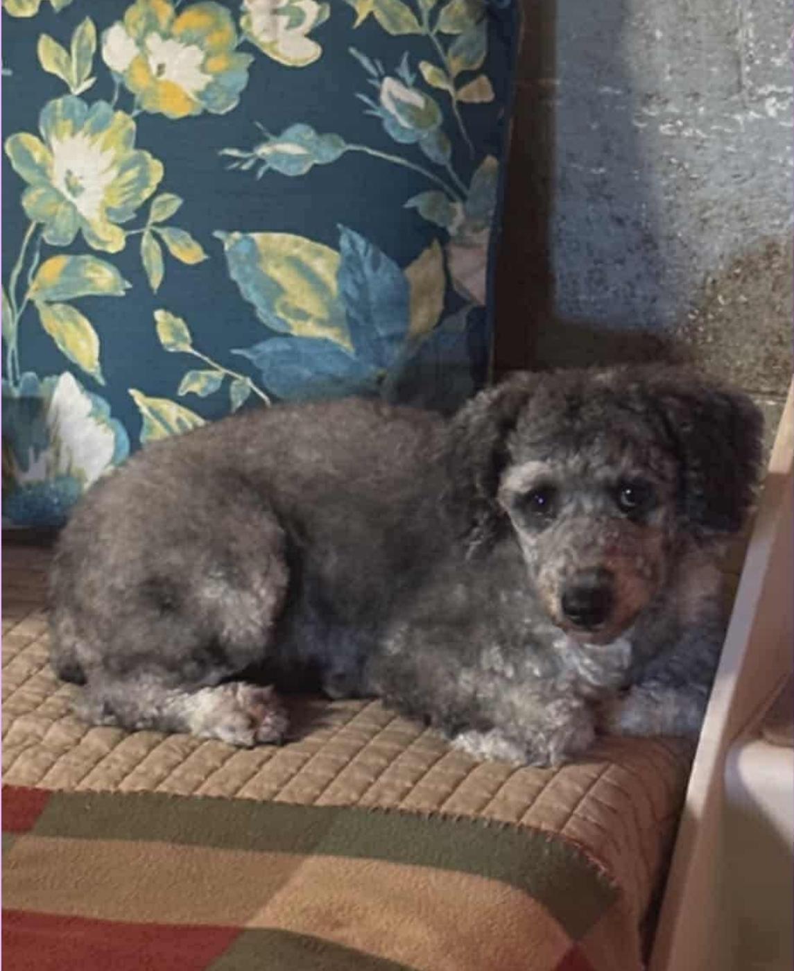 Enlarge Shelby, a Adoptable Miniature Poodle in Lacona, NY image 5/5