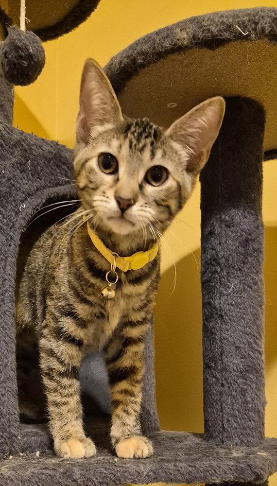Pule, a Adoptable Domestic Short Hair in O'Fallon, MO image 1/2