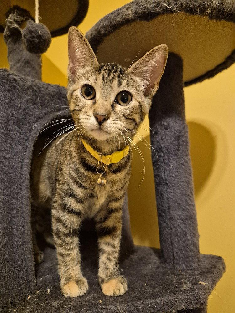 Pule, a Adoptable Domestic Short Hair in O'Fallon, MO image 2/2