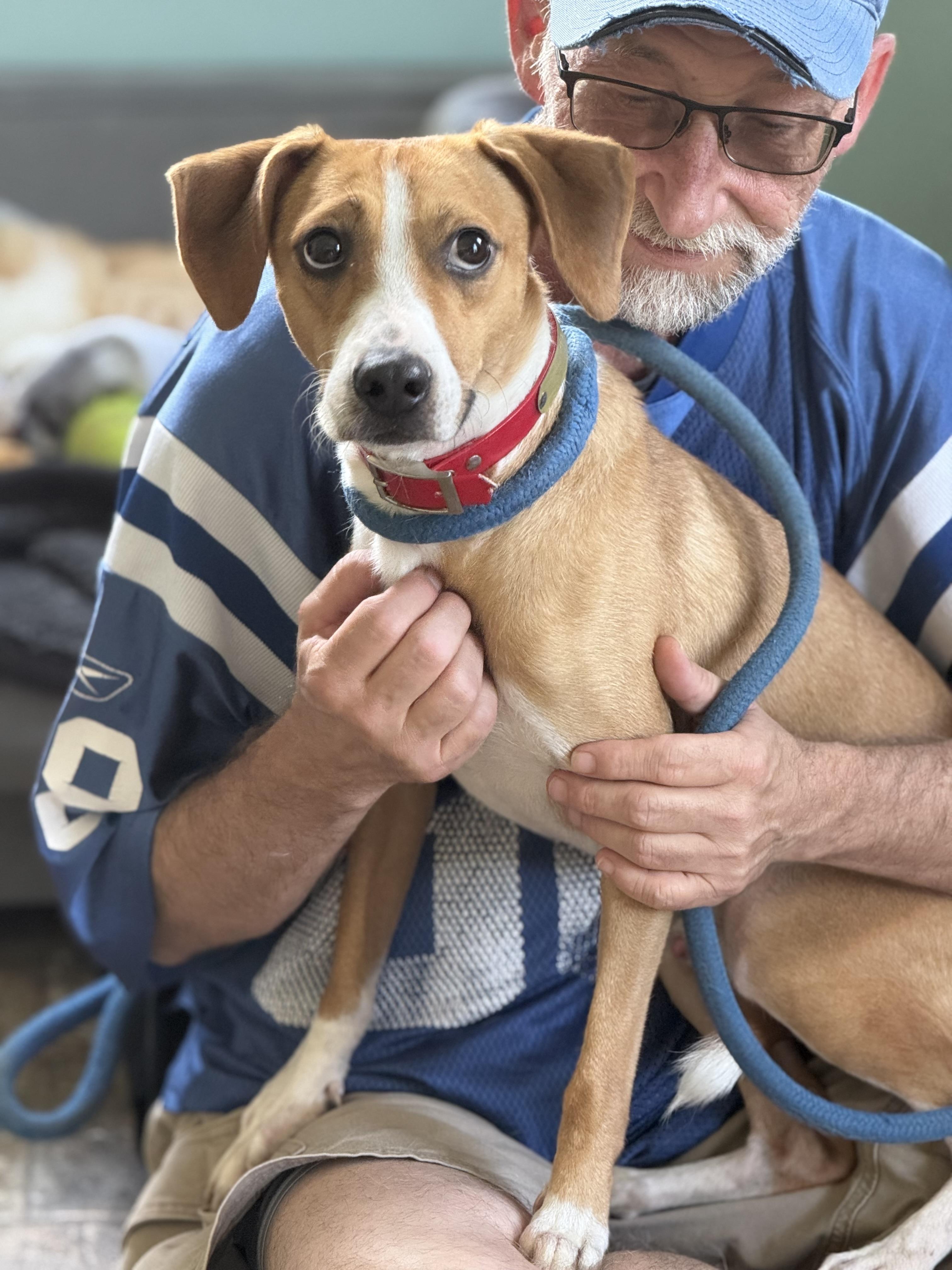 Bear, Adoptable, Young Male Feist.