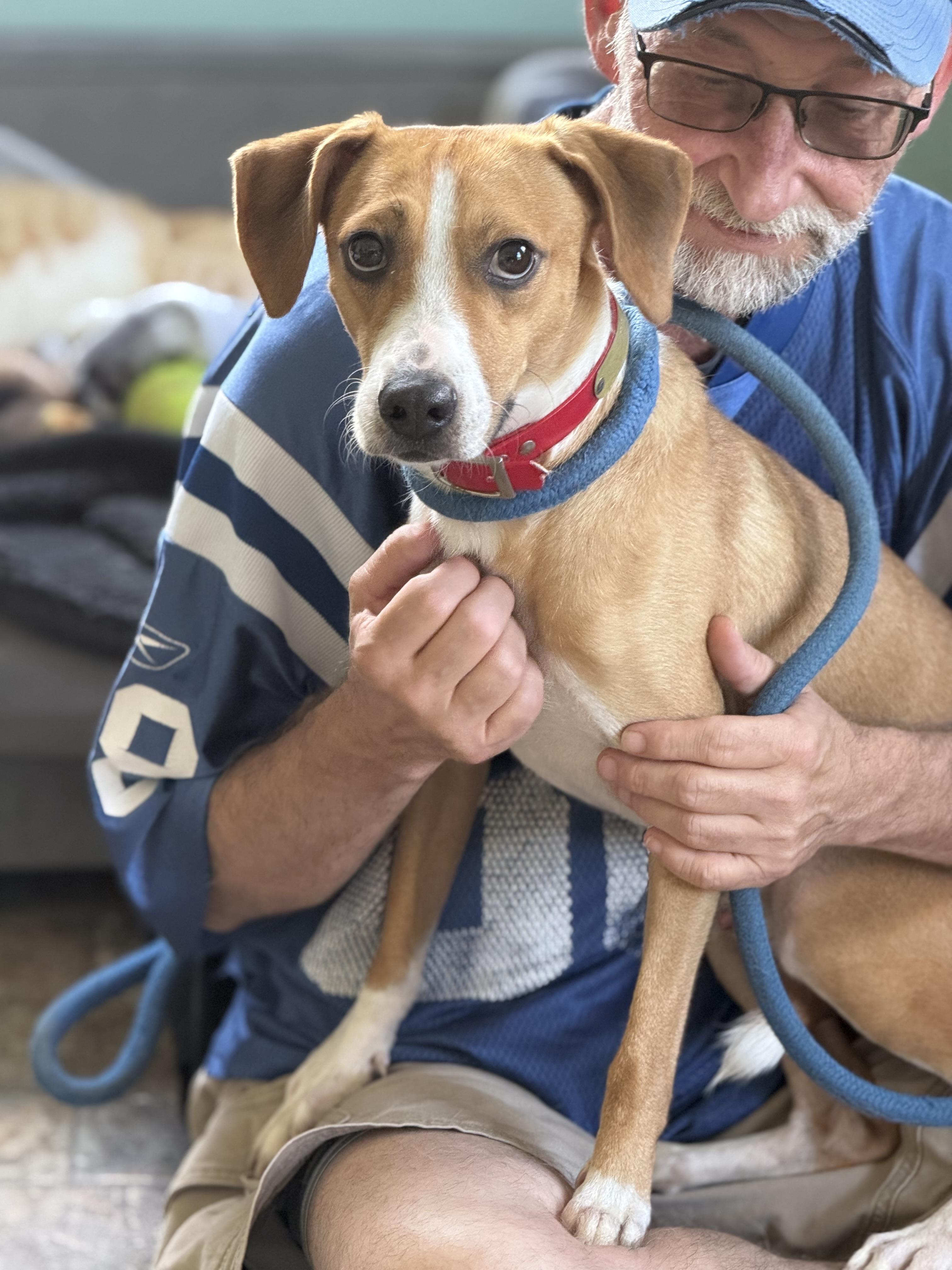 Enlarge Bear, a Adoptable mixed breed in Anderson, IN image 2/2
