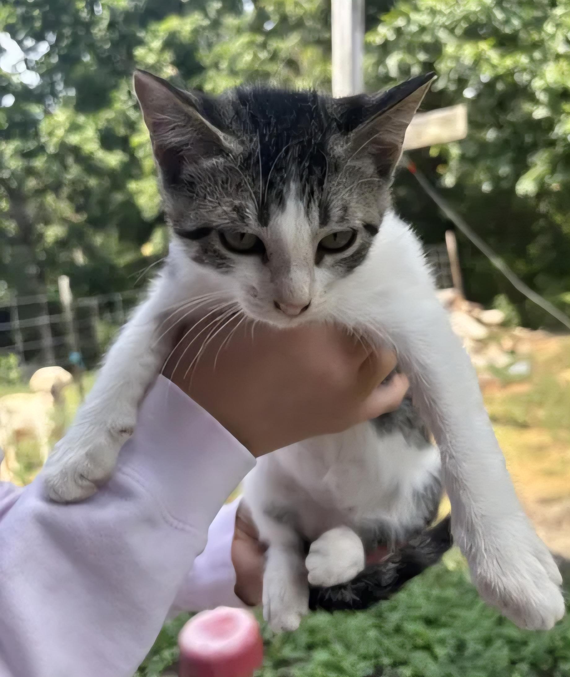 Toby, Adoptable, Young Male Domestic Short Hair.
