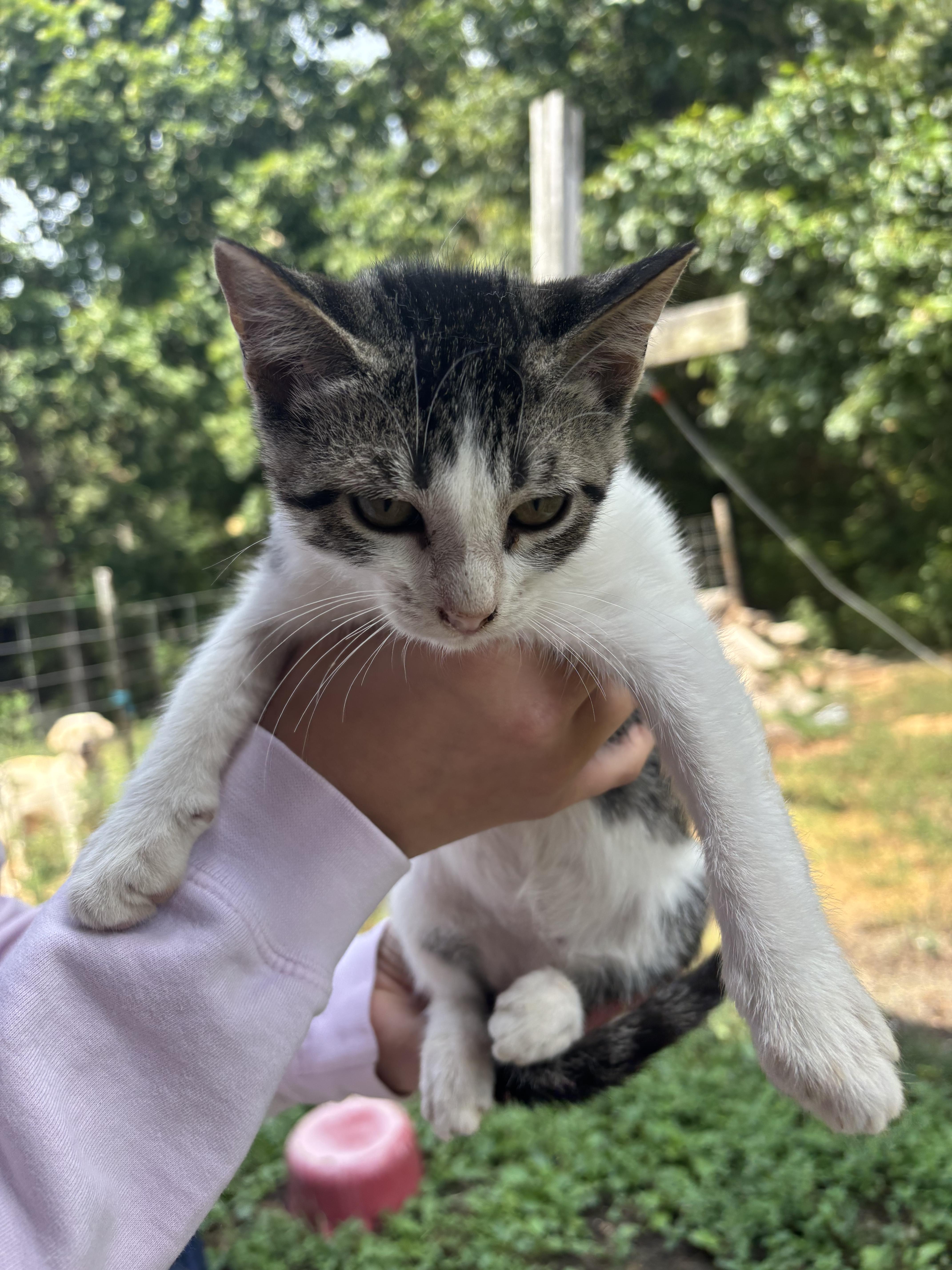 Toby, Adoptable, Young Male Domestic Short Hair.