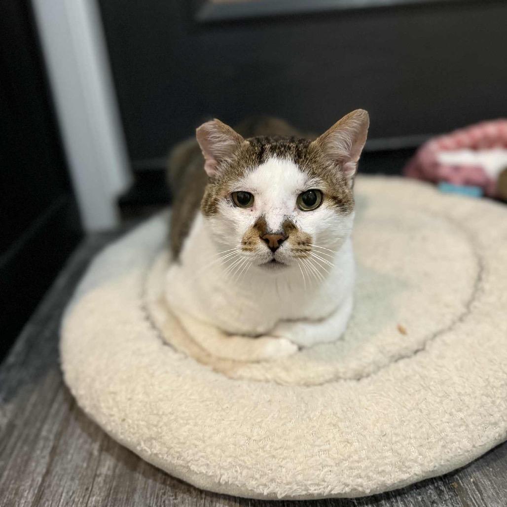 Enlarge O'Reilly, a Adoptable Domestic Short Hair in Port Neches, TX image 1/6