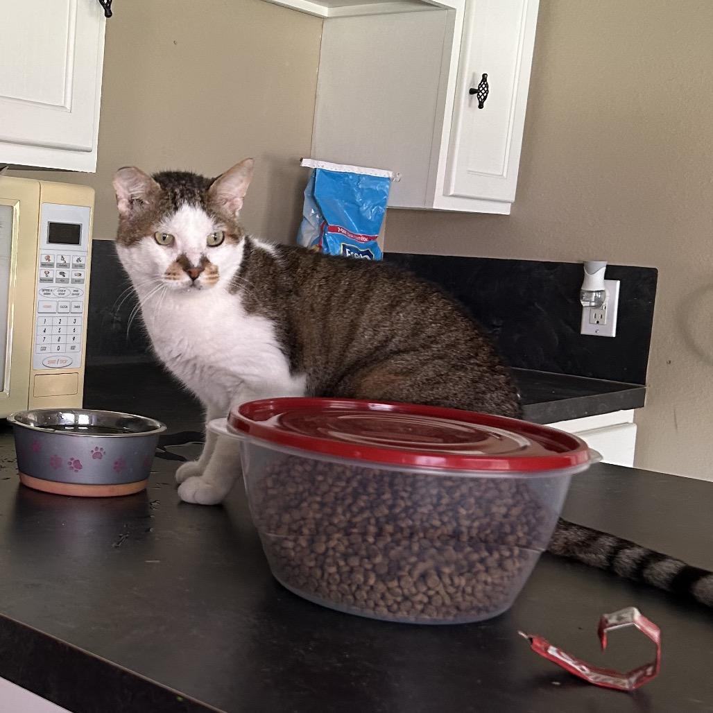 Enlarge O'Reilly, a Adoptable Domestic Short Hair in Port Neches, TX image 2/6