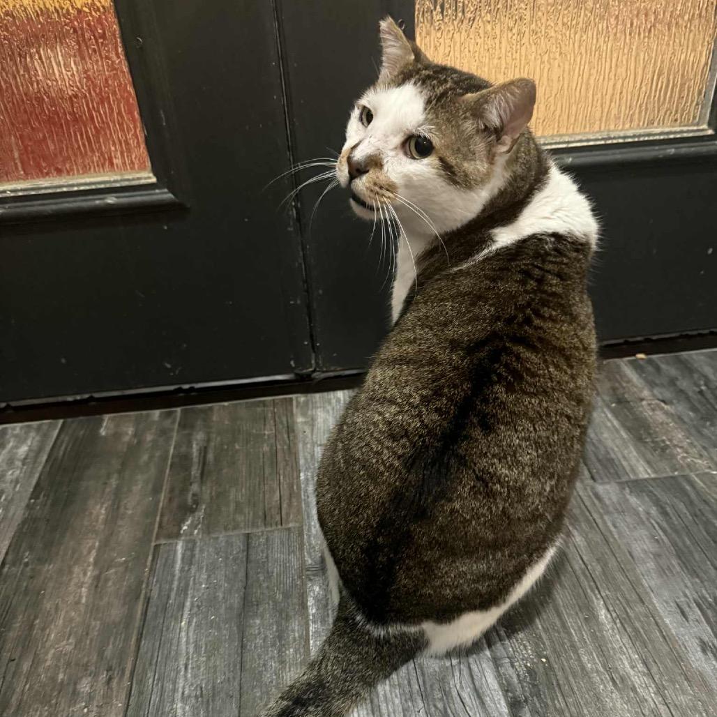 Enlarge O'Reilly, a Adoptable Domestic Short Hair in Port Neches, TX image 3/6