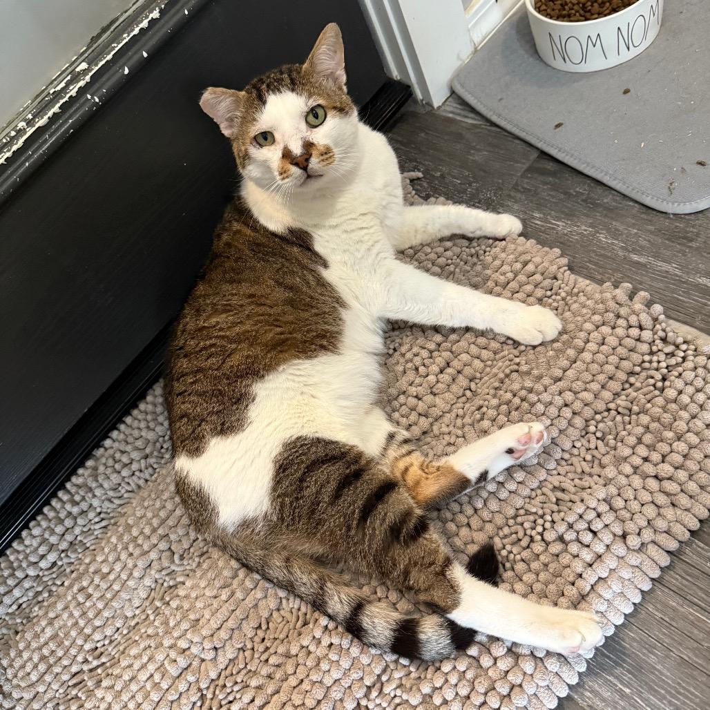 Enlarge O'Reilly, a Adoptable Domestic Short Hair in Port Neches, TX image 4/6