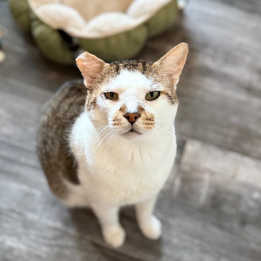 Enlarge O'Reilly, a Adoptable Domestic Short Hair in Port Neches, TX image 5/6