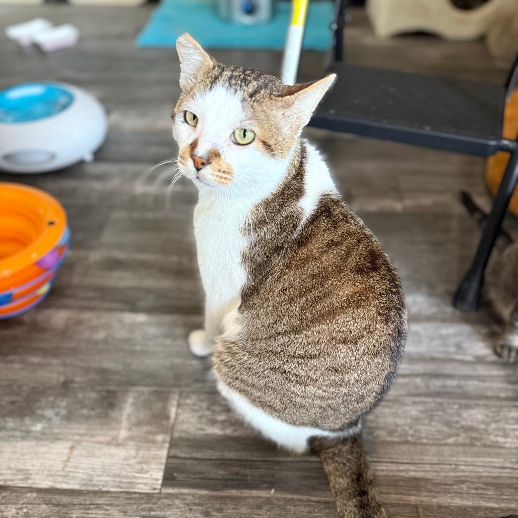 Enlarge O'Reilly, a Adoptable Domestic Short Hair in Port Neches, TX image 6/6