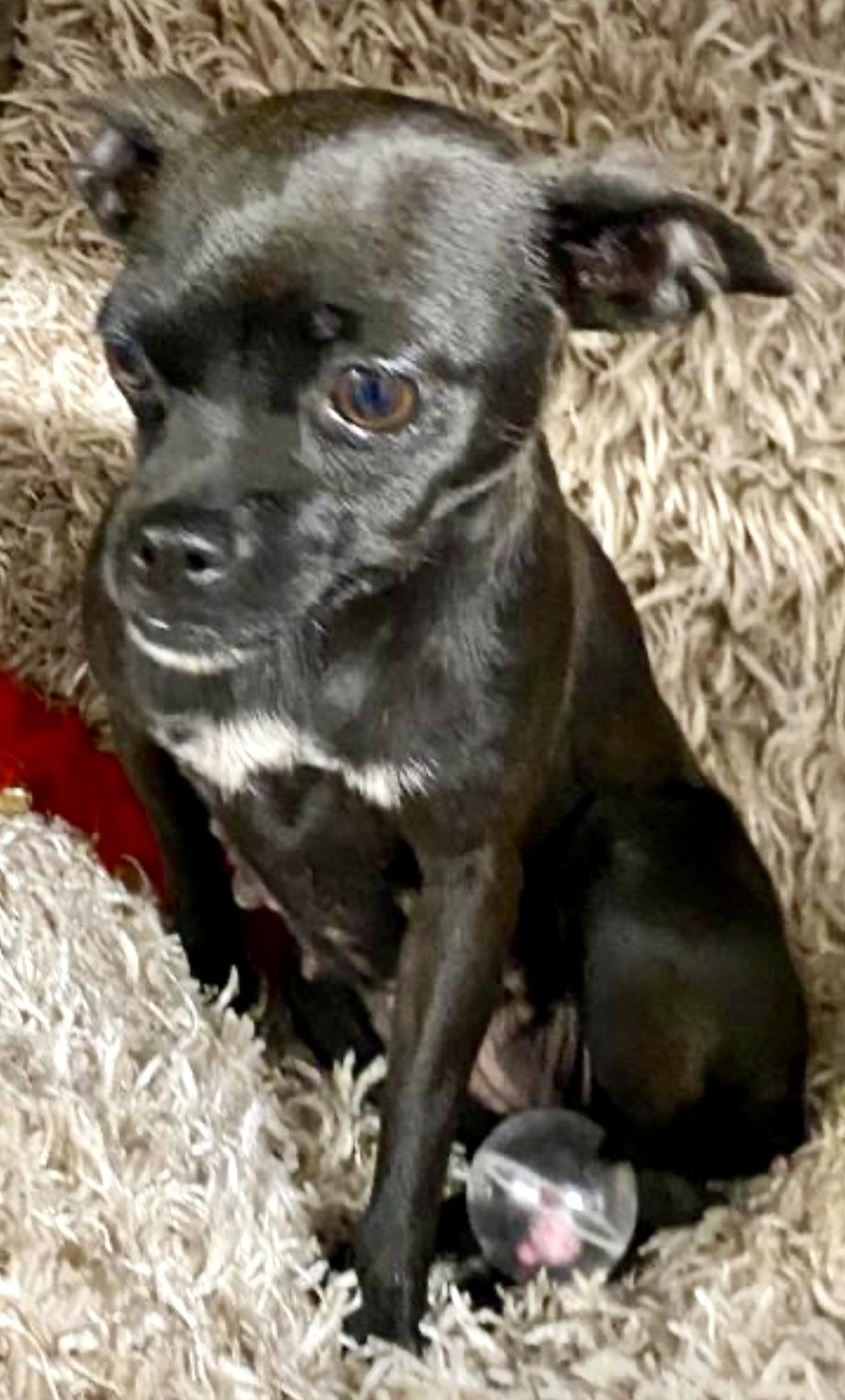 Evelyn, Adoptable, Adult Female Chihuahua.