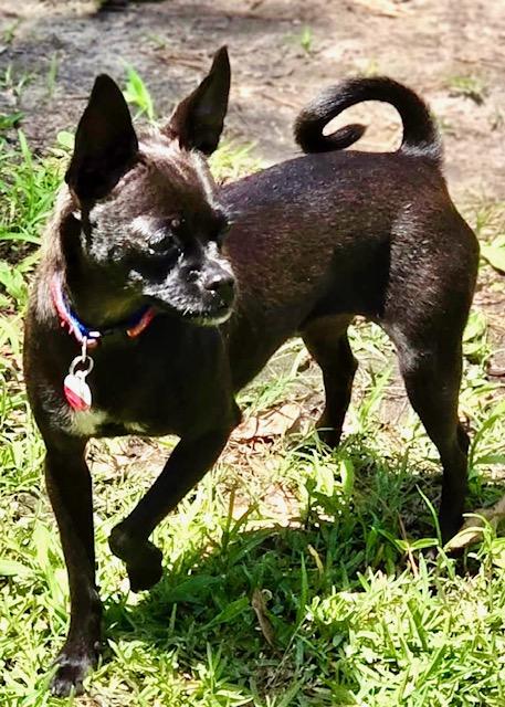 Enlarge Evelyn, a Adoptable Chihuahua in Ladson, SC image 3/3