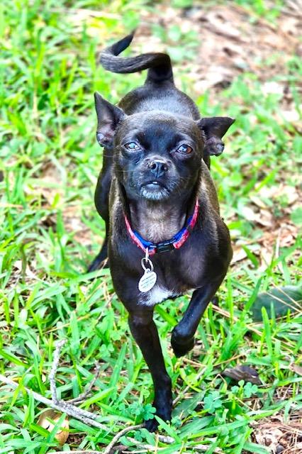 Enlarge Evelyn, a Adoptable Chihuahua in Ladson, SC image 2/3