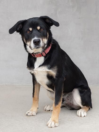 Koda, a Adoptable mixed breed in Longmont, CO image 3/3