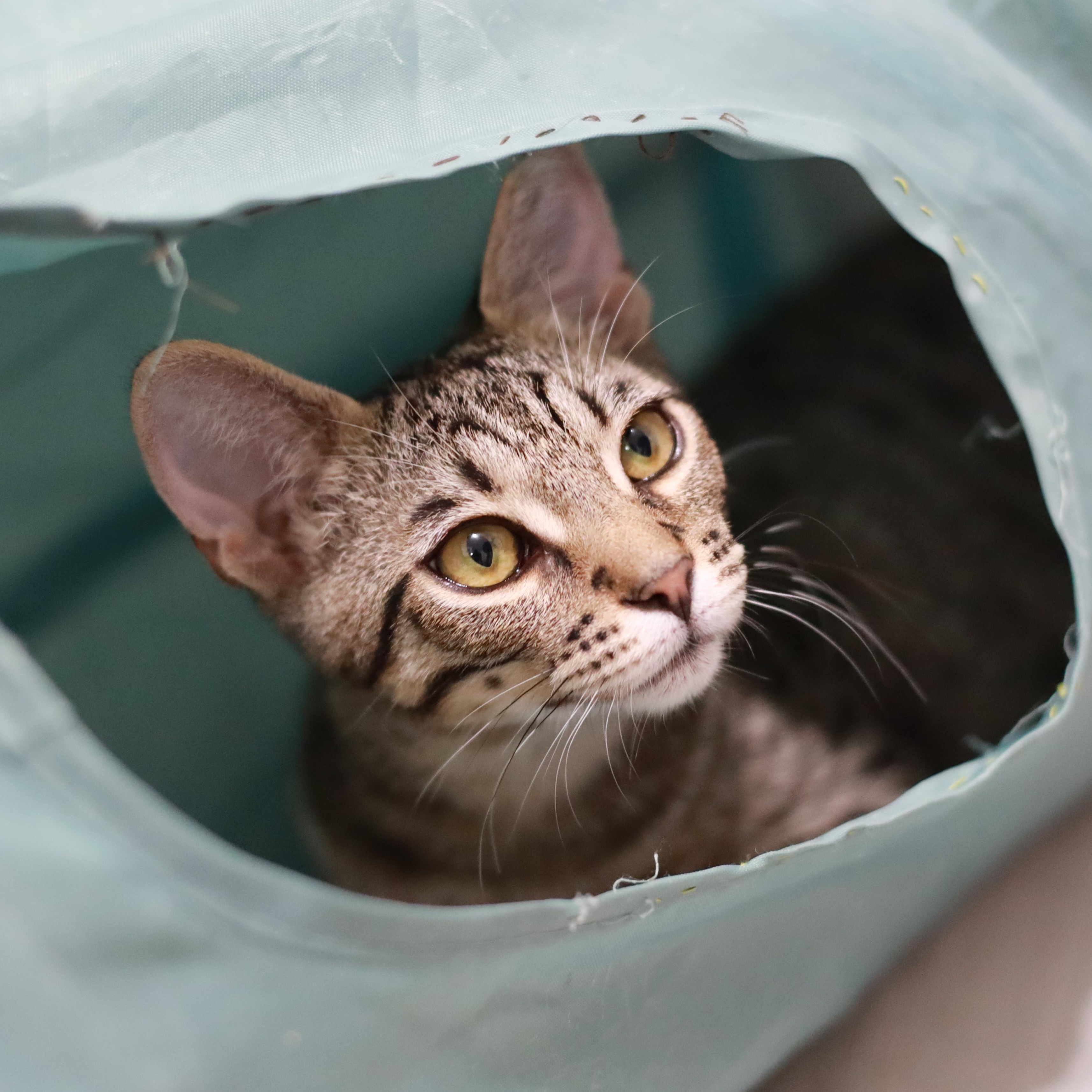 Arthur, a Adoptable mixed breed in San Jose, CA image 1/6