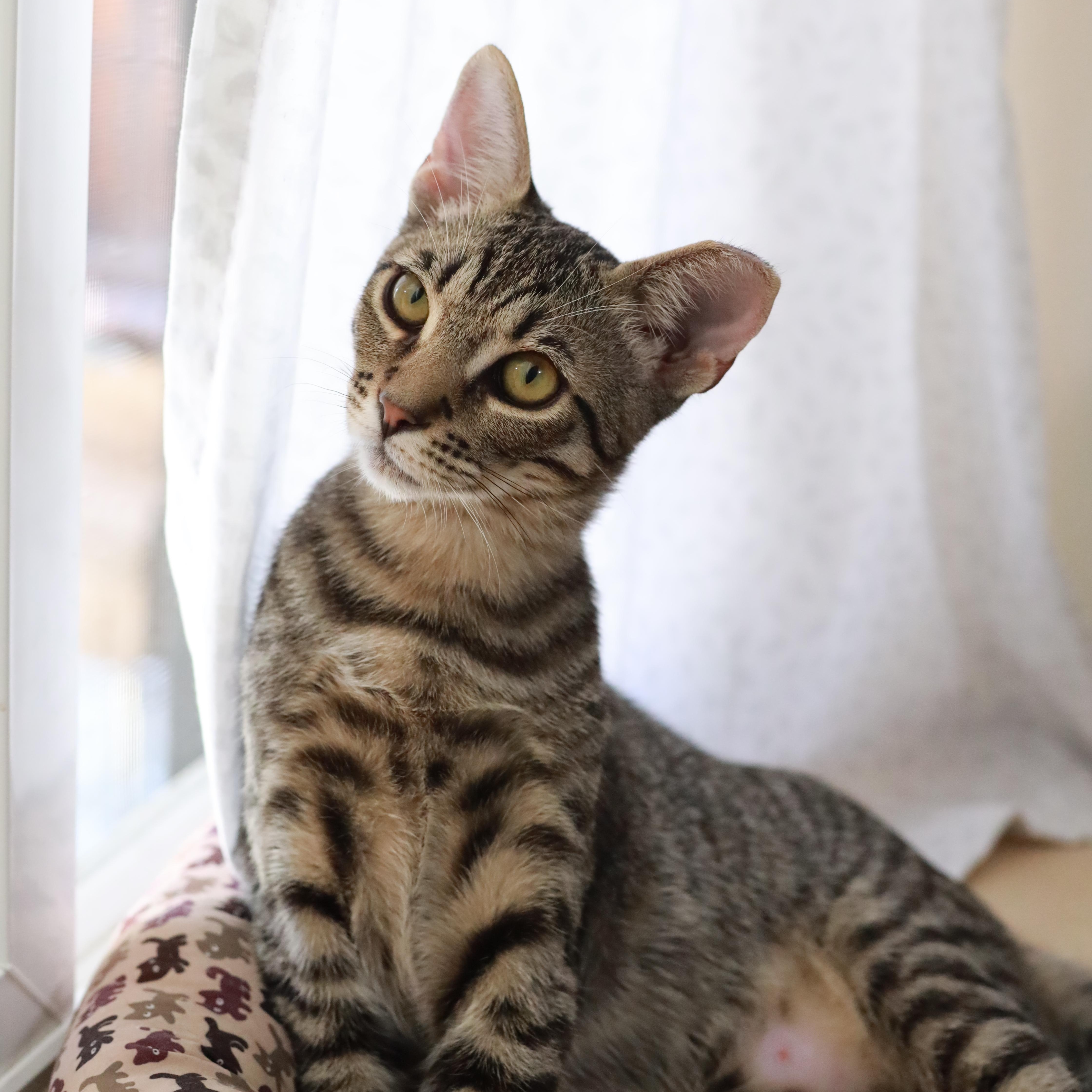 Arthur, a Adoptable mixed breed in San Jose, CA image 2/6