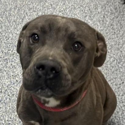 Enlarge Darwin 26-0151, a Adoptable Mixed Breed in Yanceyville, NC image 1/1