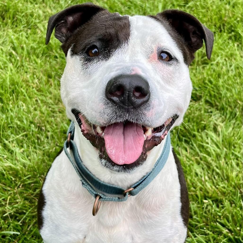 Enlarge Rocky, a Adoptable mixed breed in Indianapolis, IN image 1/6