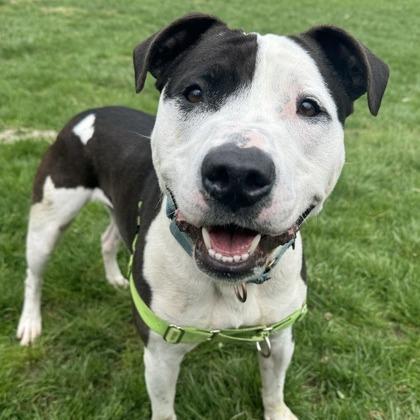 Rocky, Adoptable, Adult Male American Staffordshire Terrier & Mixed Breed.