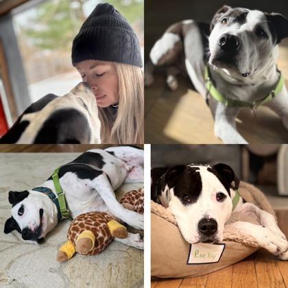 Rocky, a Adoptable mixed breed in Indianapolis, IN image 3/6