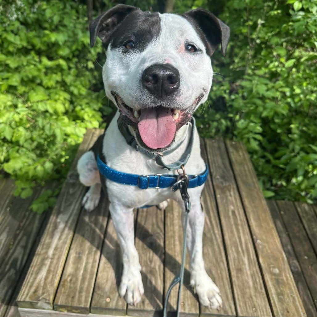 Enlarge Rocky, a Adoptable mixed breed in Indianapolis, IN image 3/6