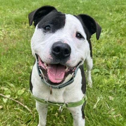 Enlarge Rocky, a Adoptable mixed breed in Indianapolis, IN image 5/6
