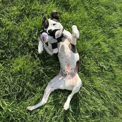 Rocky, a Adoptable mixed breed in Indianapolis, IN image 6/6