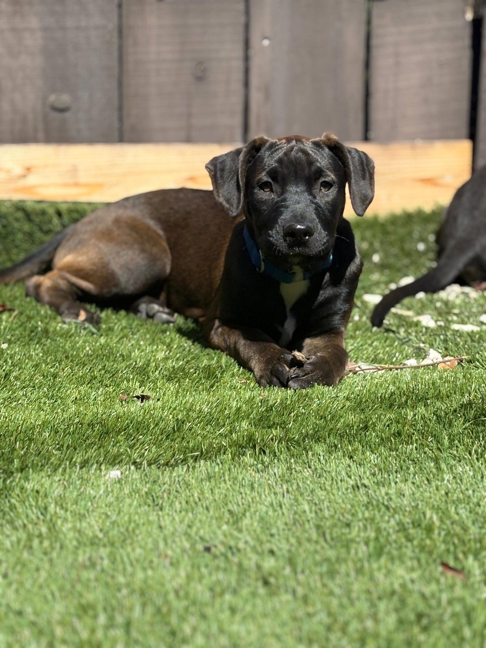 Enlarge Mozy, a Adoptable Pit Bull Terrier in San Diego, CA image 1/3