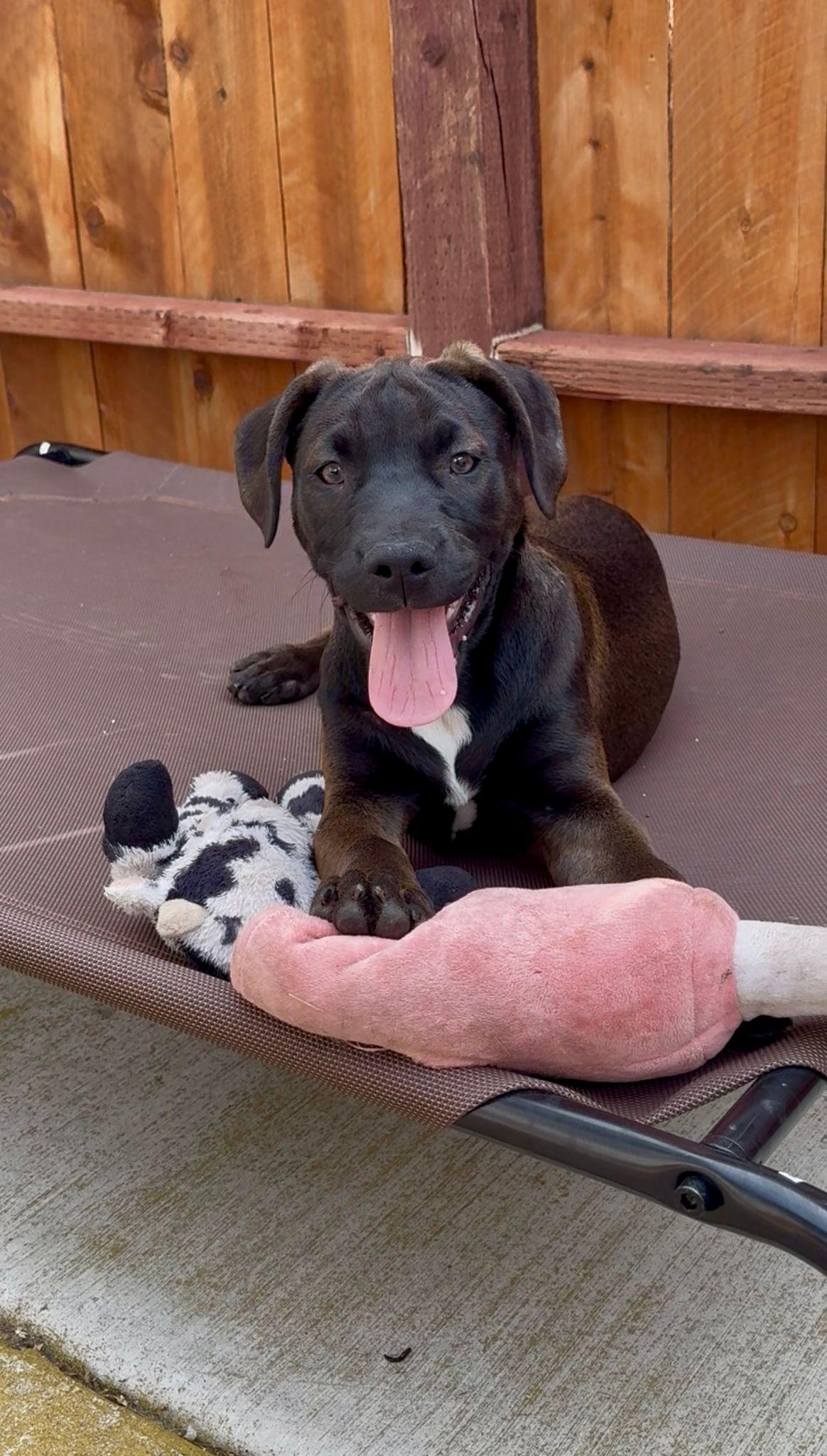 Enlarge Mozy, a Adoptable Pit Bull Terrier in San Diego, CA image 2/3